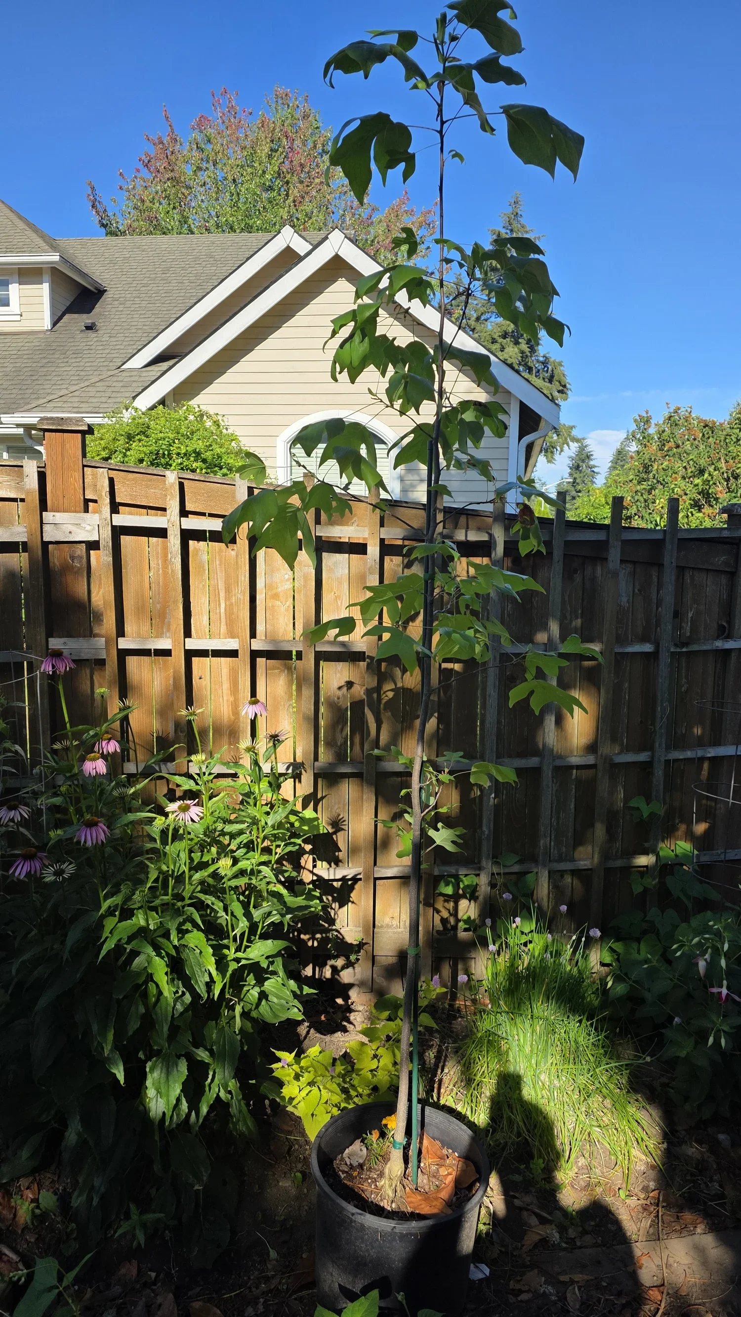 Montlake Terrace - Adopt-A-Plant 