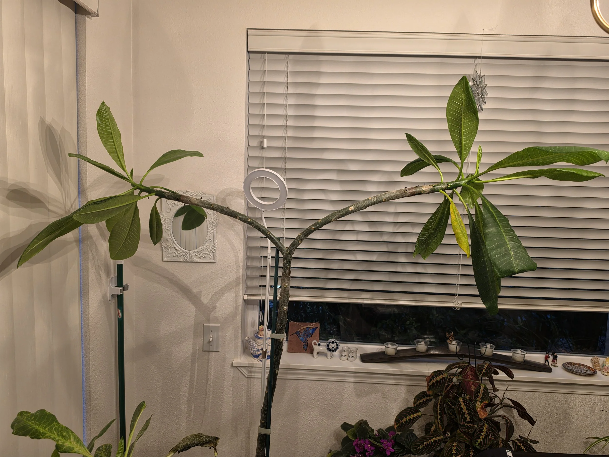 Mukilteo Adopt-A-Plant