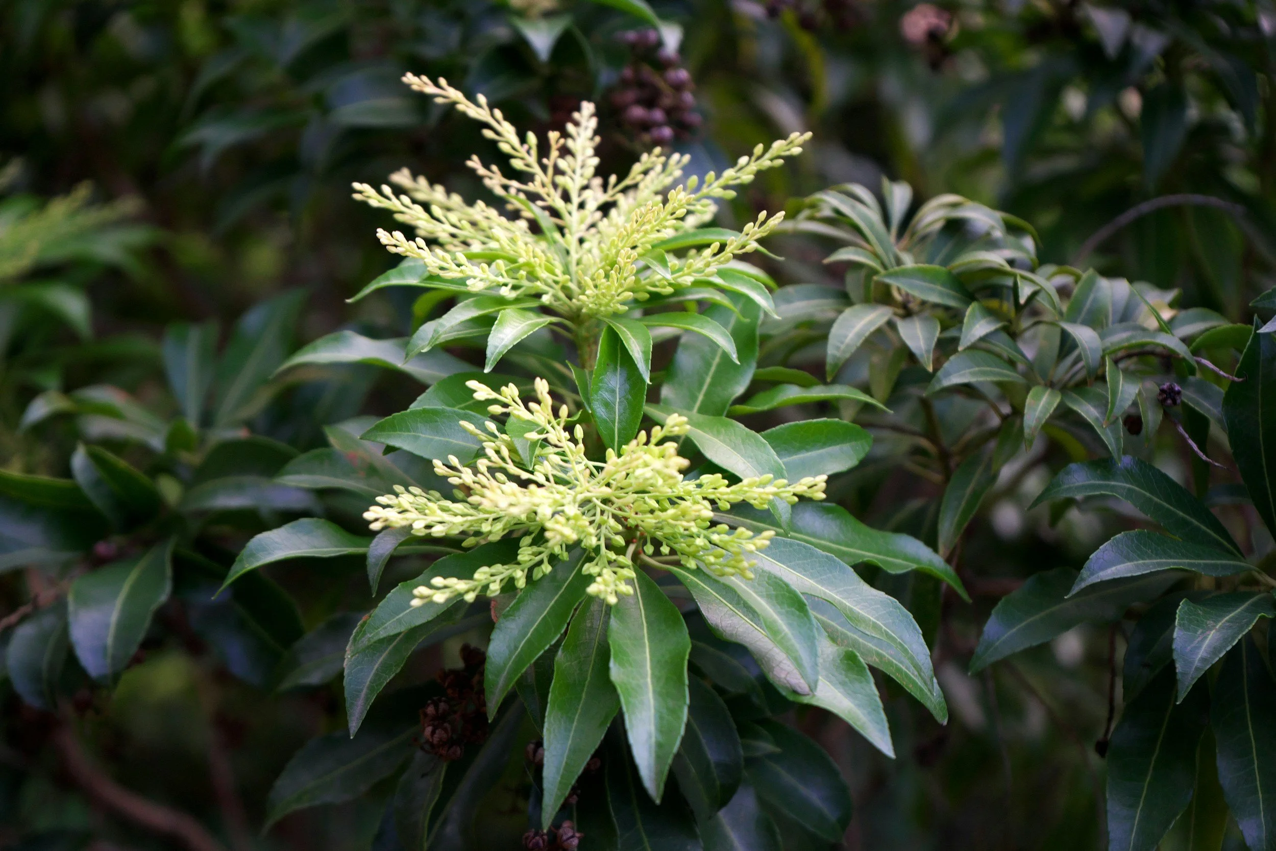 How To: Pieris &amp; Golden Thread Cypress
