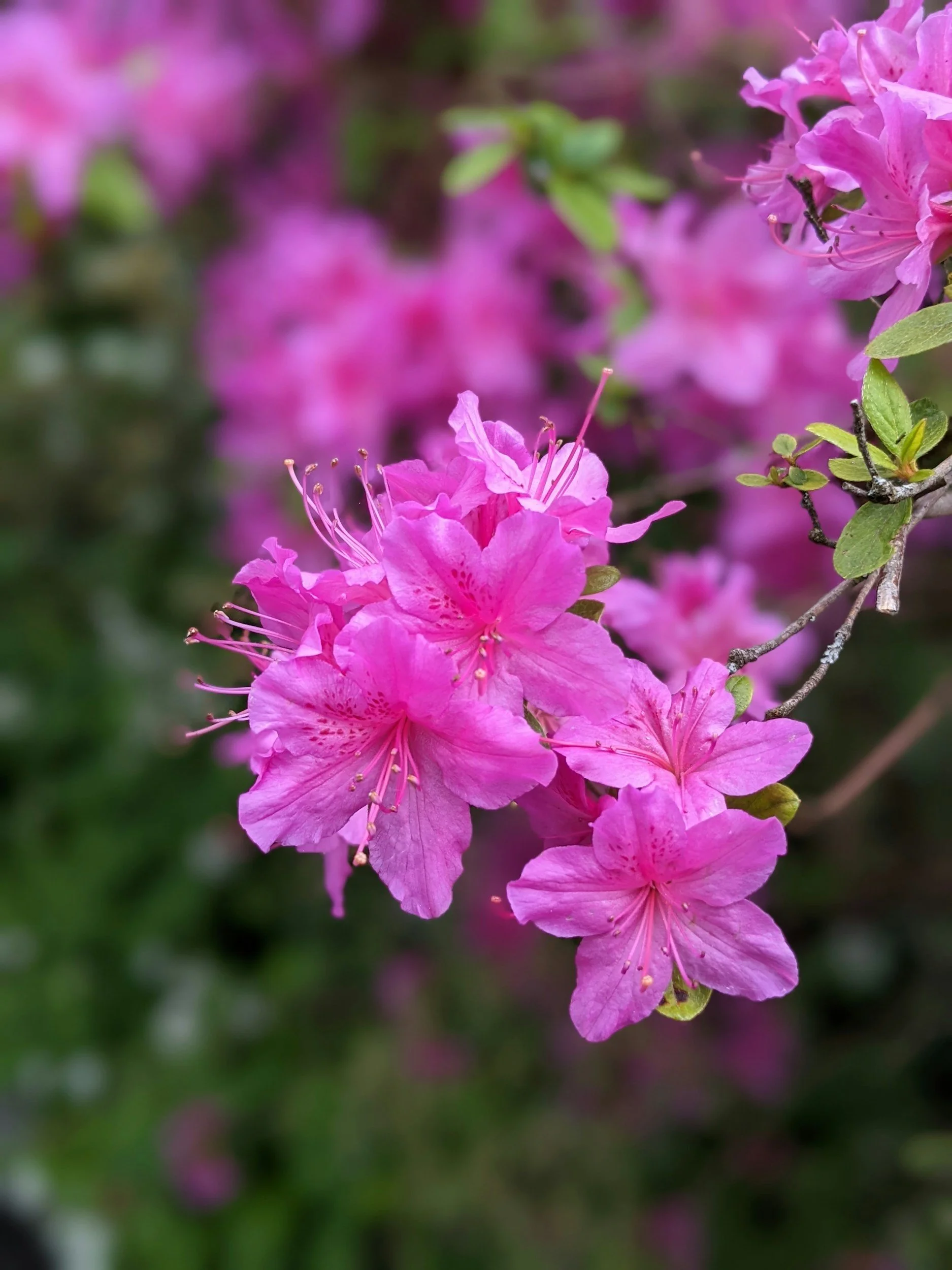 How To: Deadheading Rhodies &amp; Azaleas