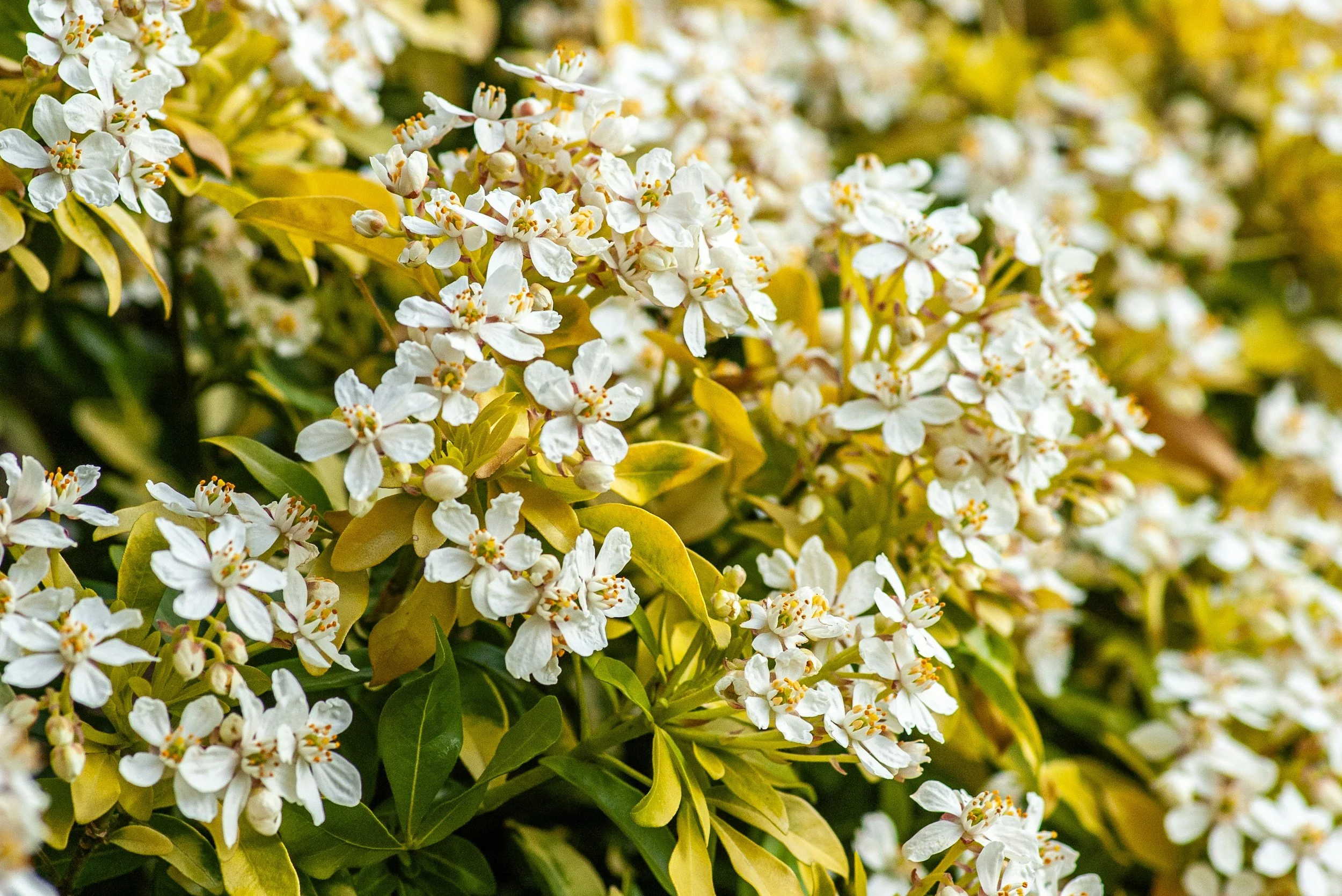 How To: Escallonia &amp; Choisya