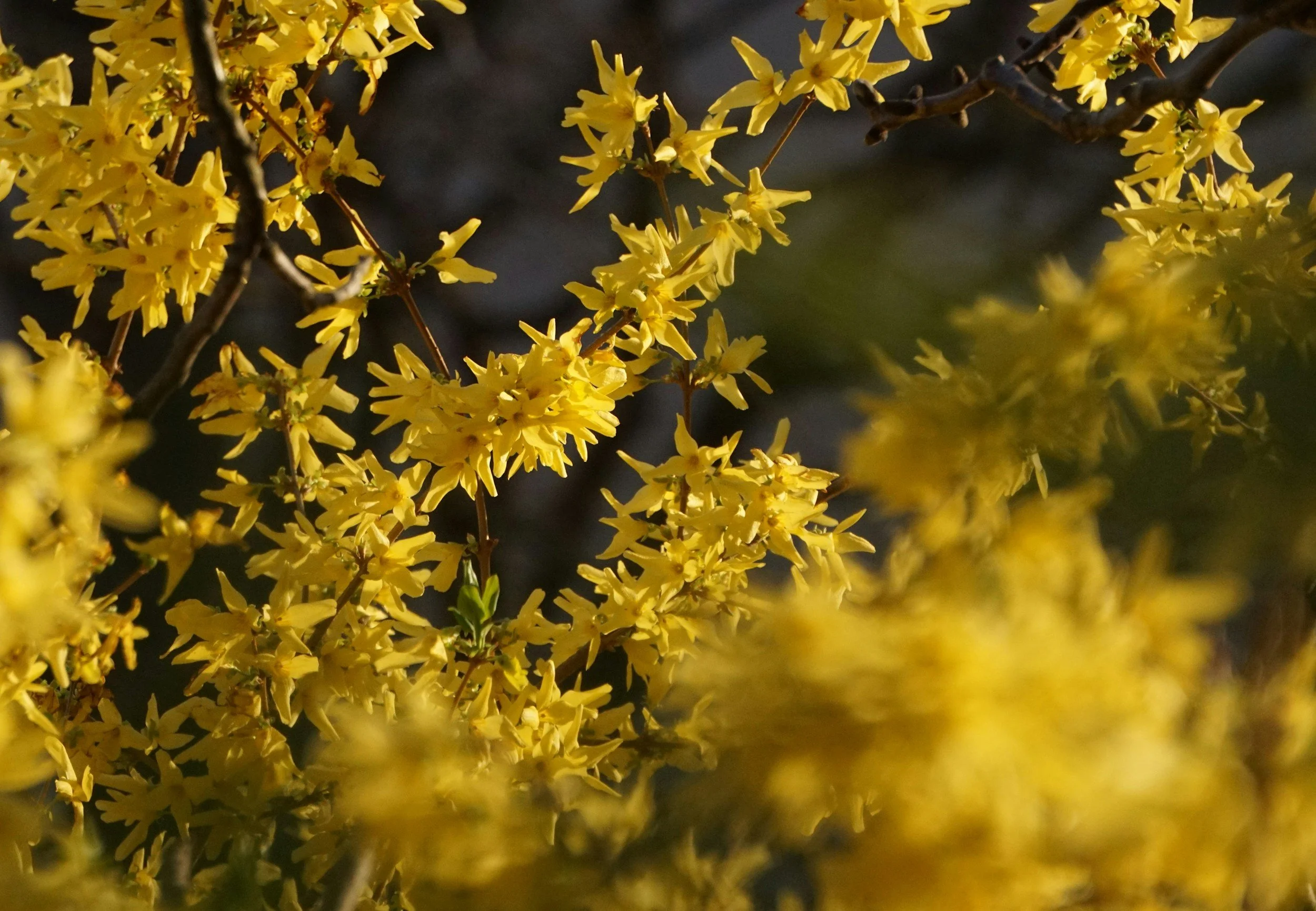 How To: Forsythia
