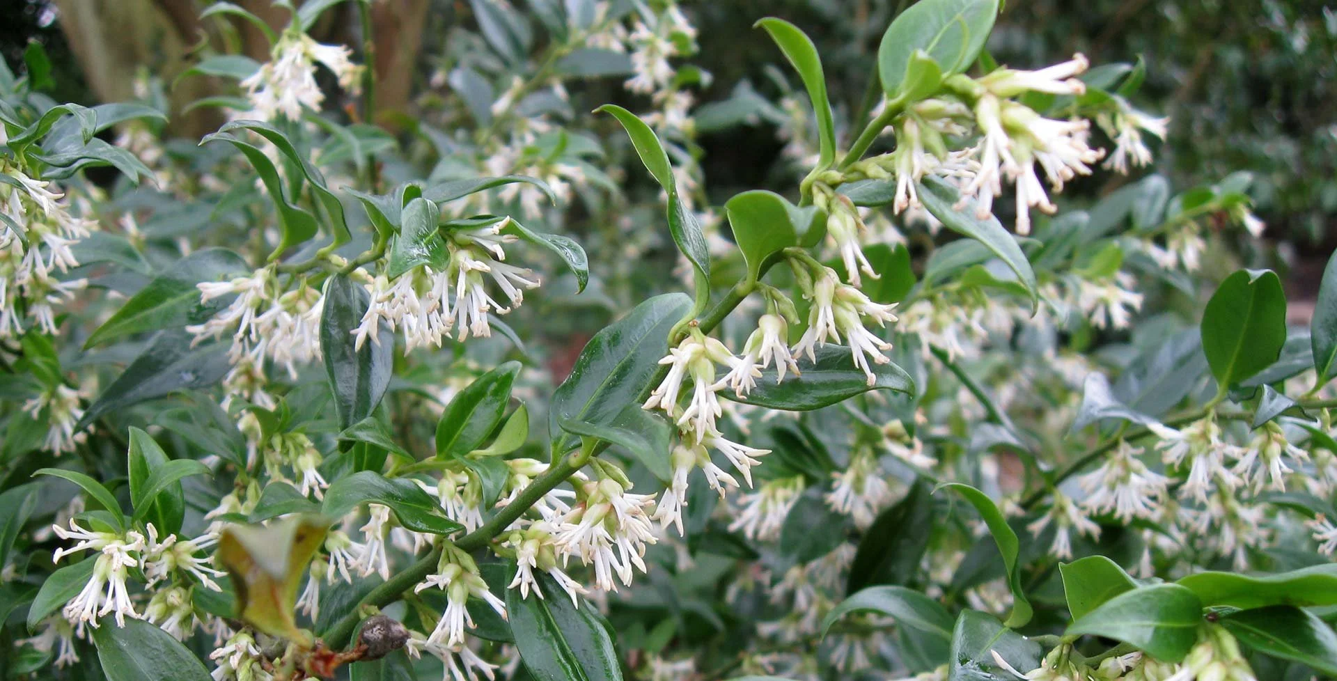 How To: Sarcococca &amp; Drooping Leucothoë