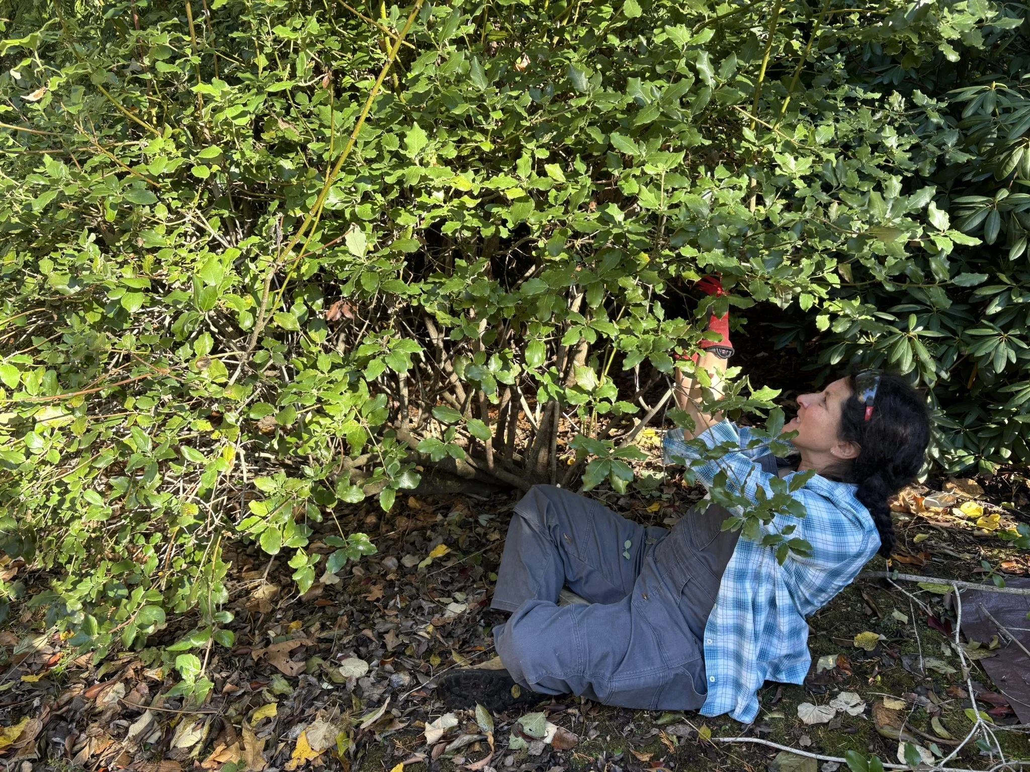 Master Pruner Workshop: Fall Renovation