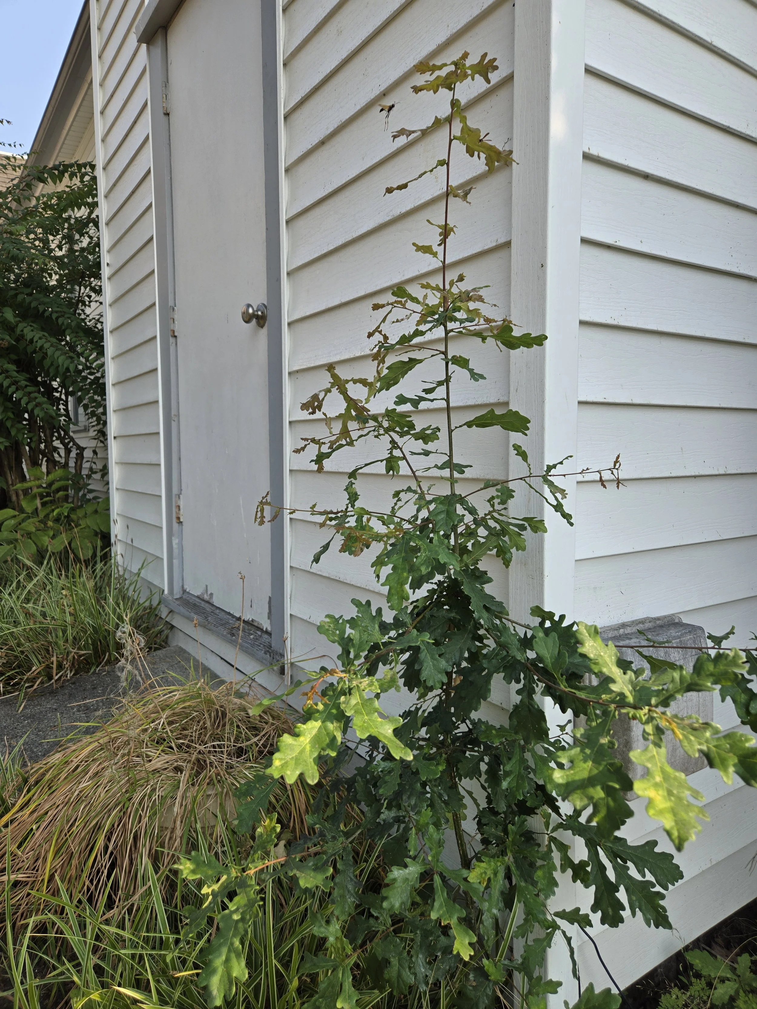 Fall City Adopt-A-Plant