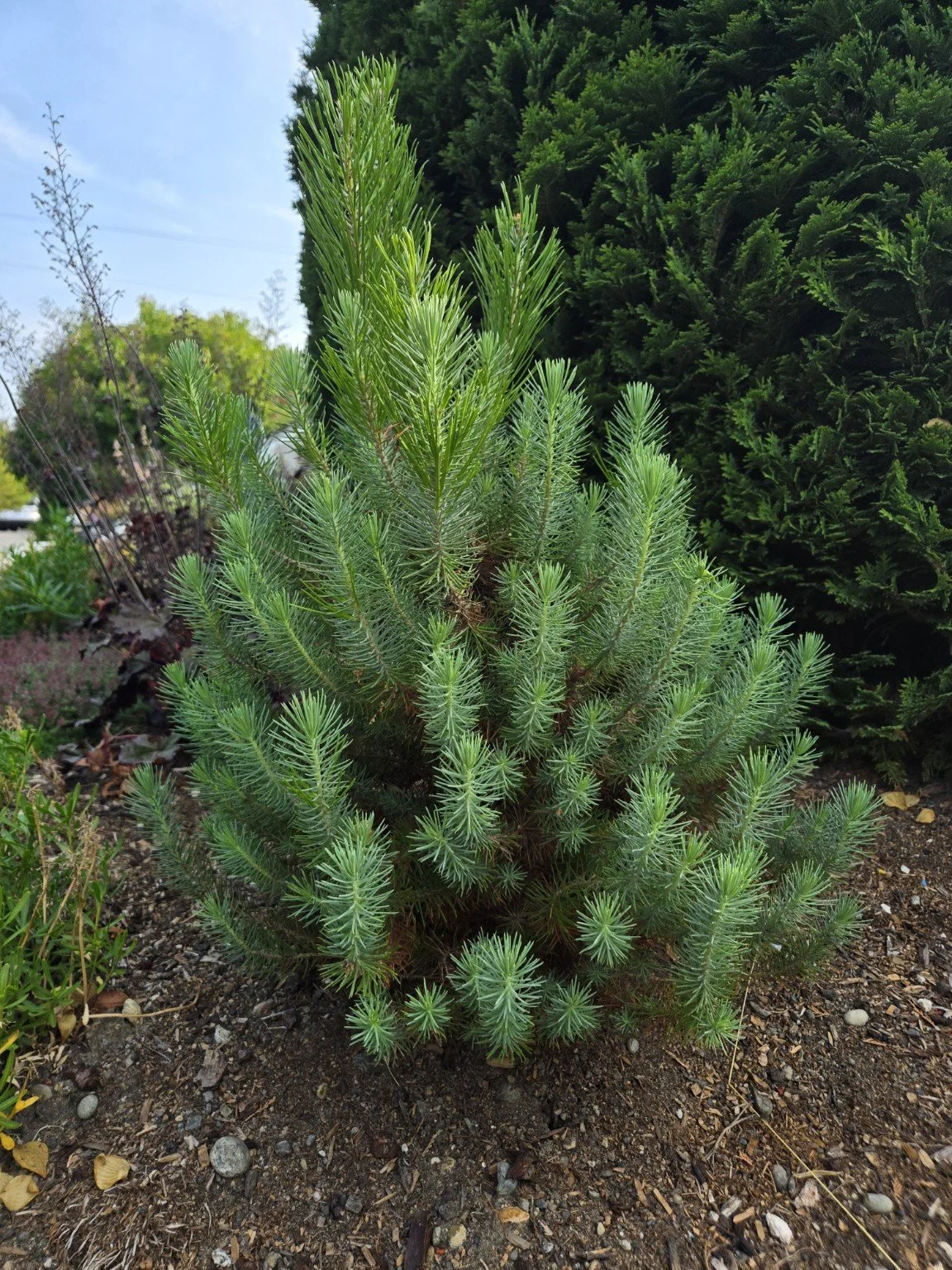 Queen Anne Adopt-A-Plant 