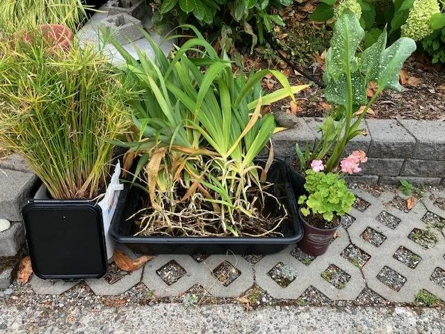 NE Greenwood Adopt-A-Plant 