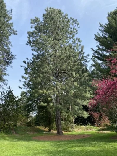 Futures in Applied Arboriculture Conference