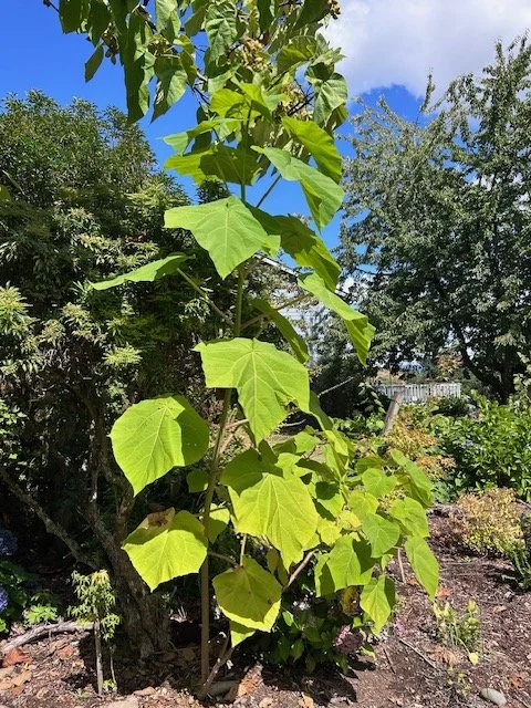Kent Adopt-A-Plant (Numerous Plants)