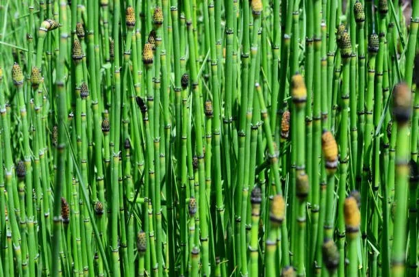 How To: Horsetail