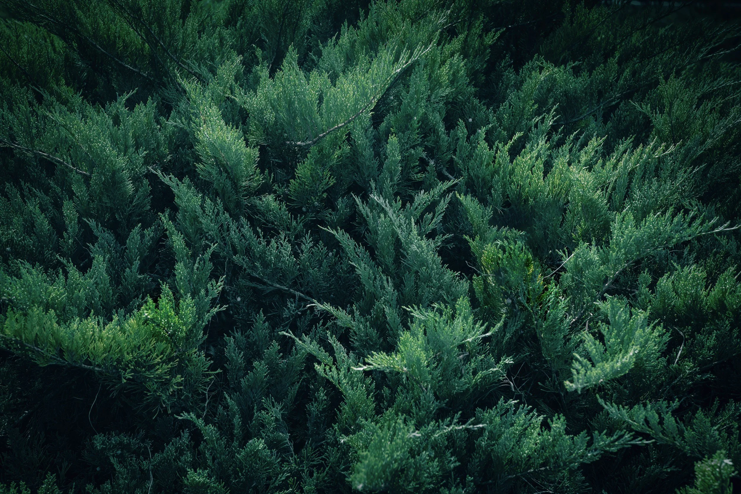 How To: Junipers