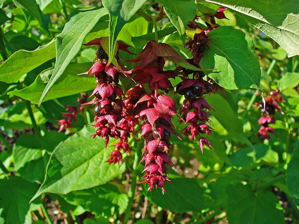 How To: Himalayan Honeysuckle