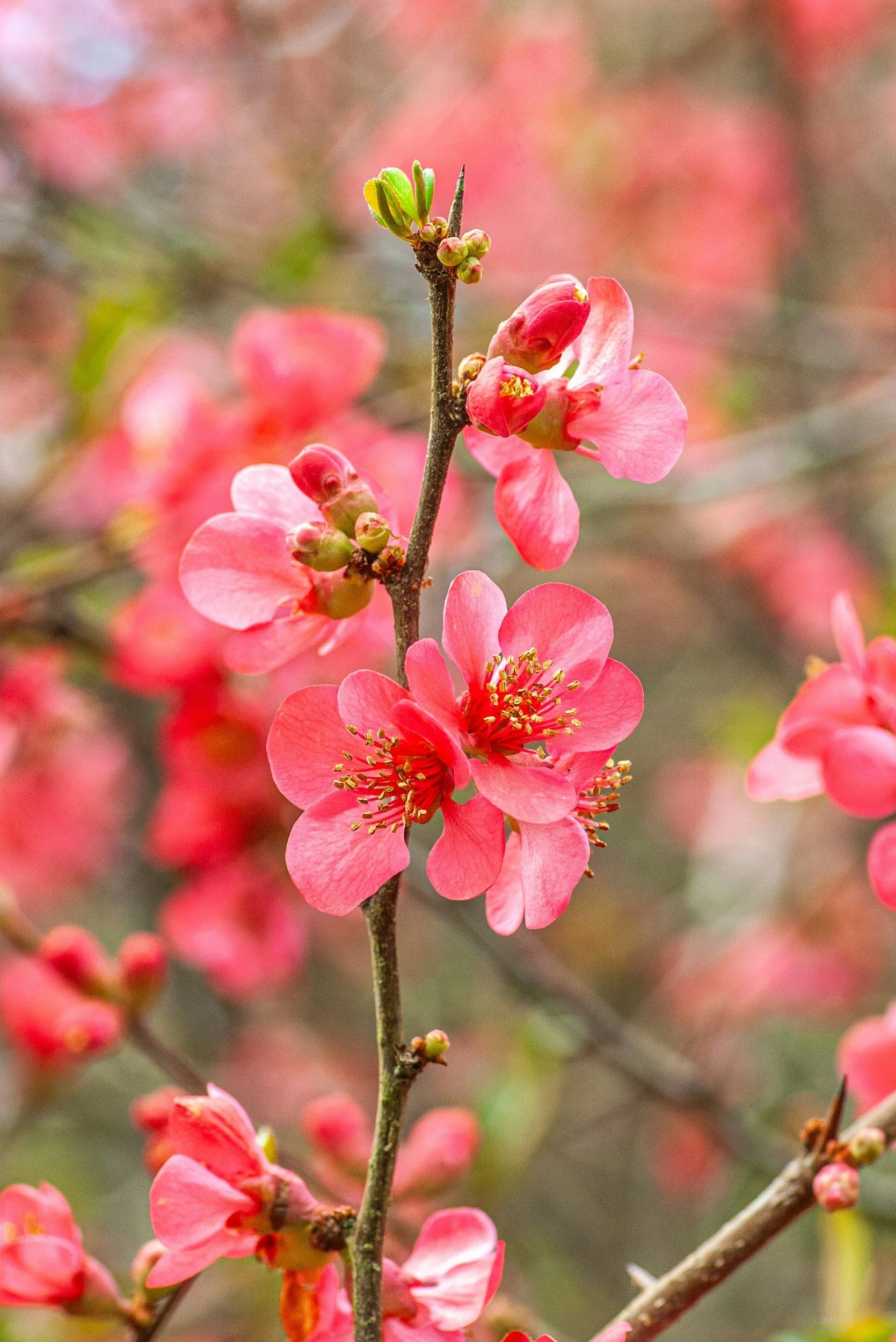 How To: Flowering Quince