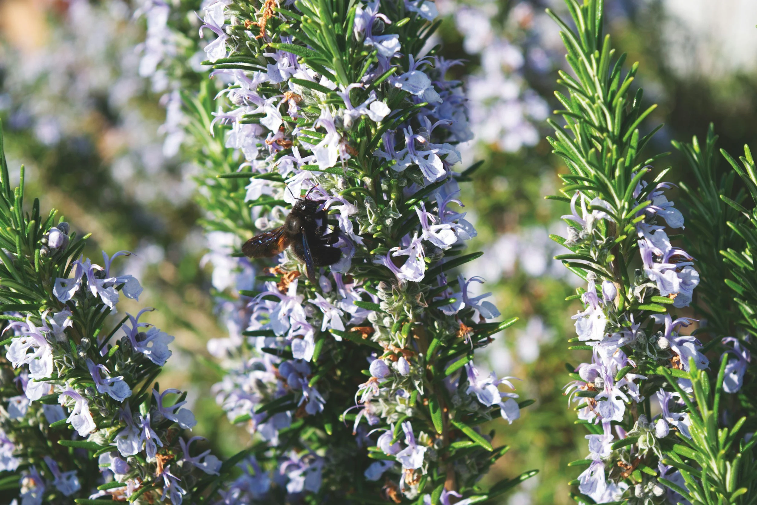 How To: Rosemary