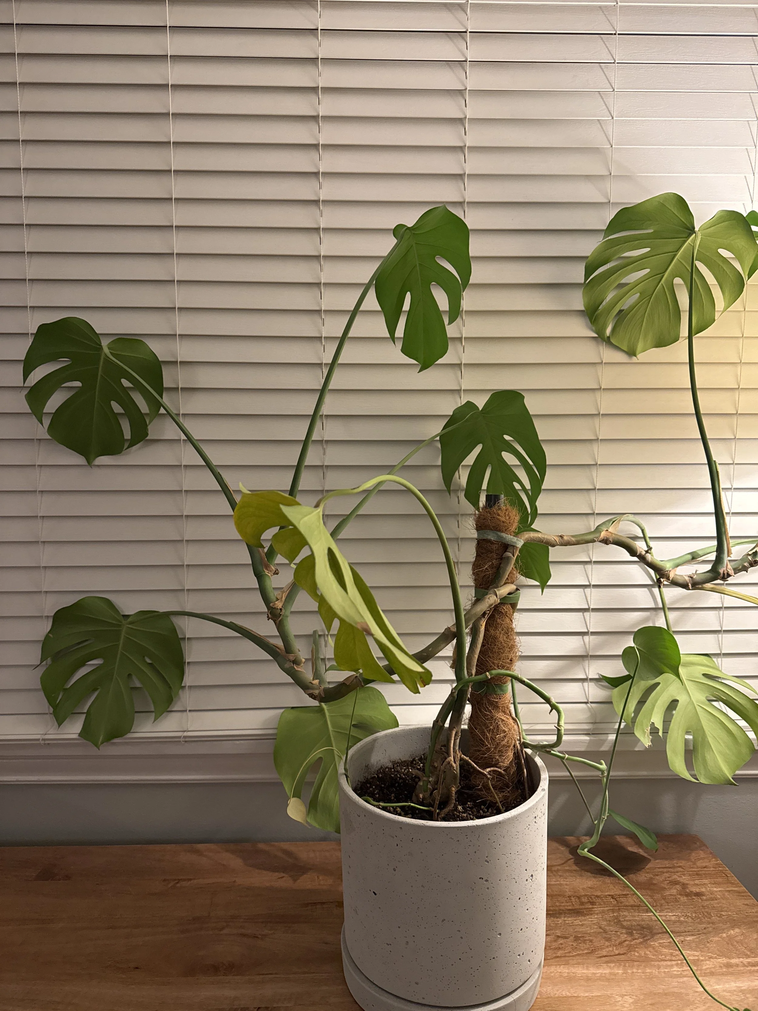Ballard Adopt-A-Plant
