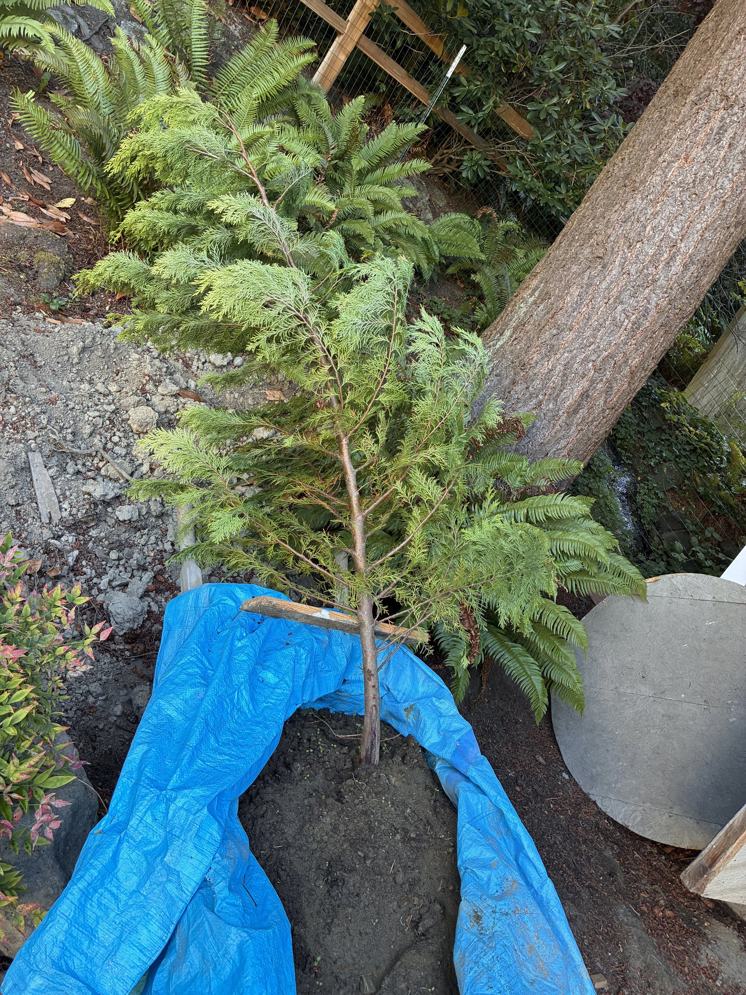 West Seattle Adopt-A-Plant