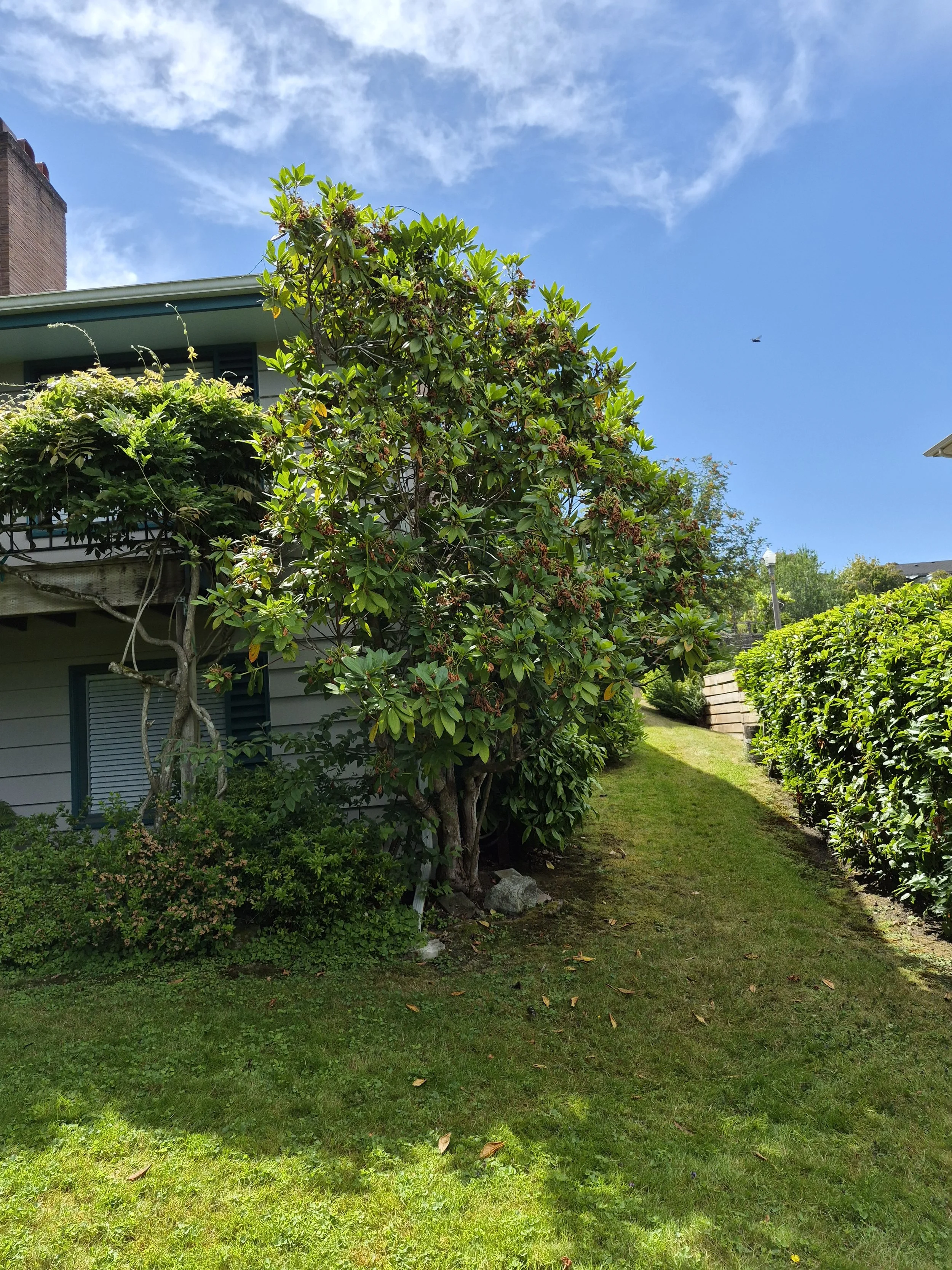 Tacoma Adopt-A-Plant