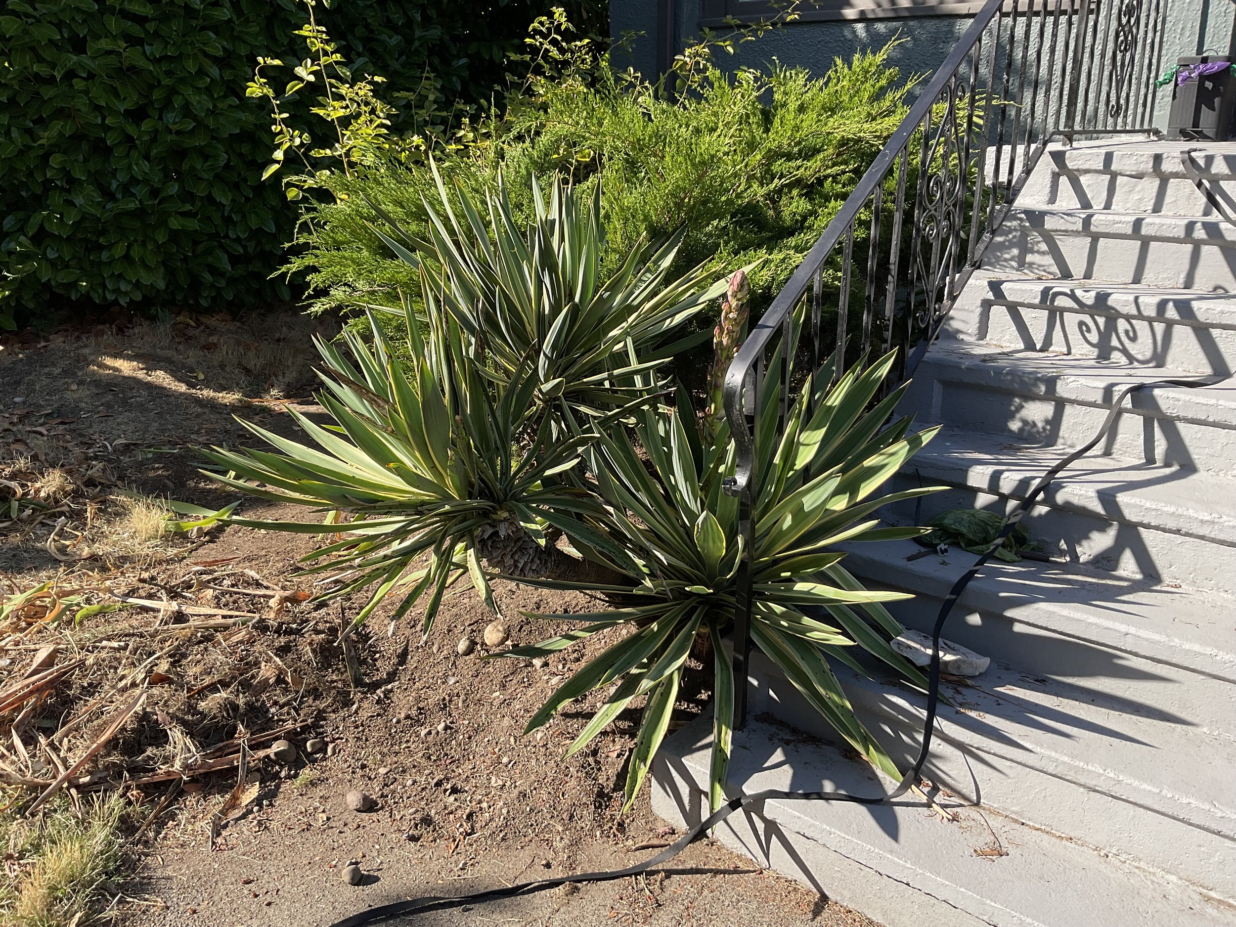 Greenwood Adopt-A-Plant