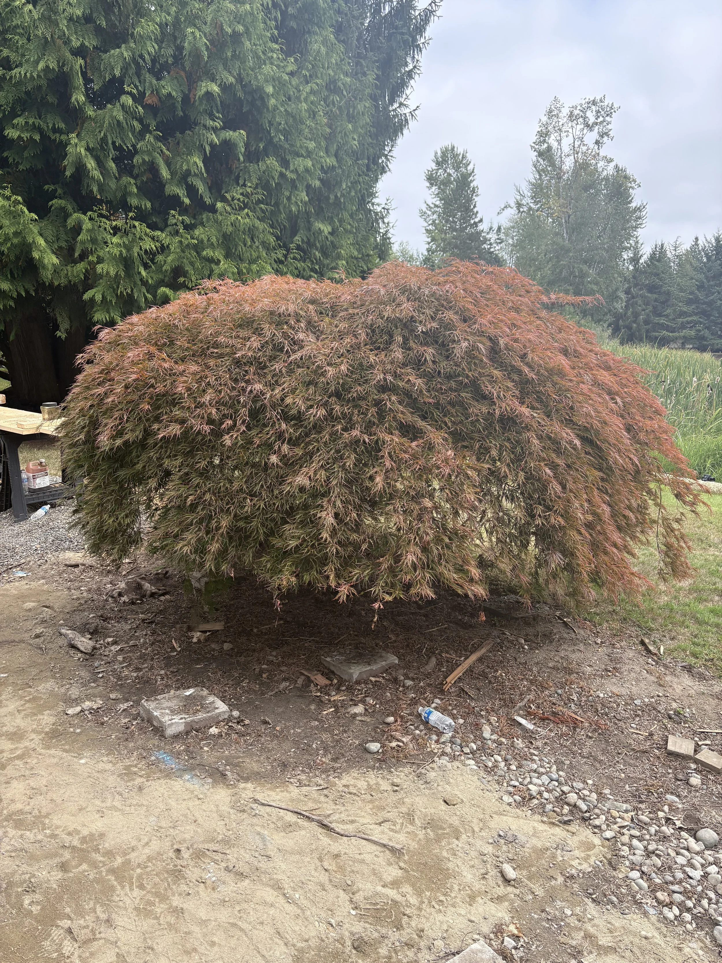 Woodinville Adopt-A-Plant