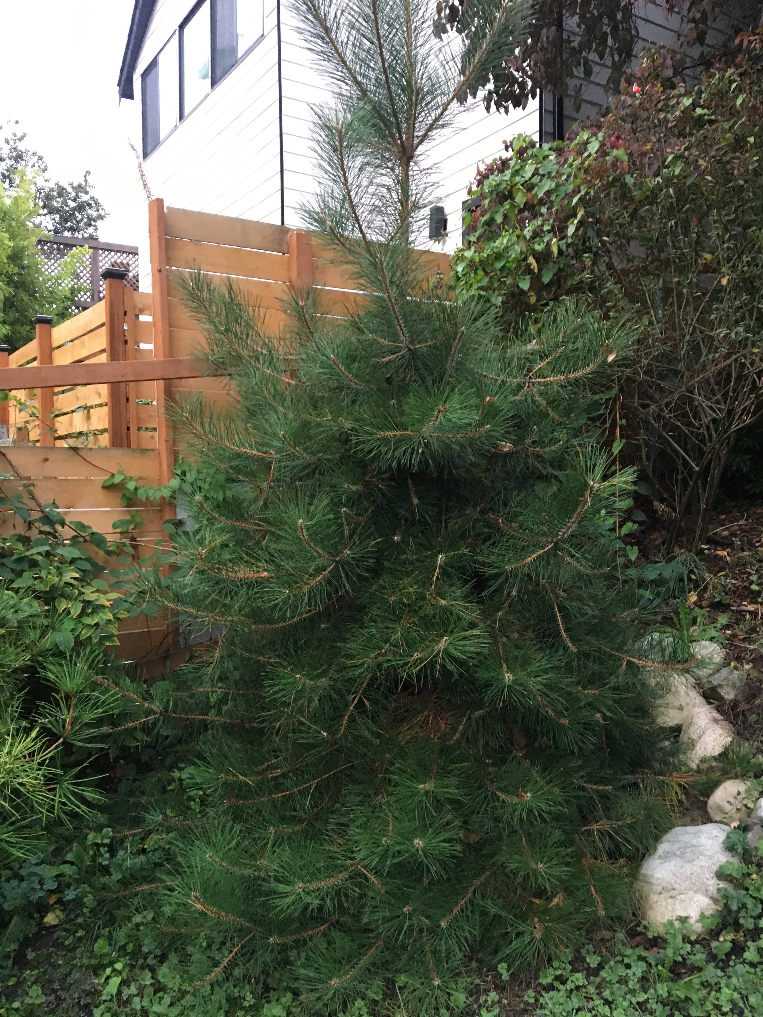 Ravenna Adopt-A-Plant