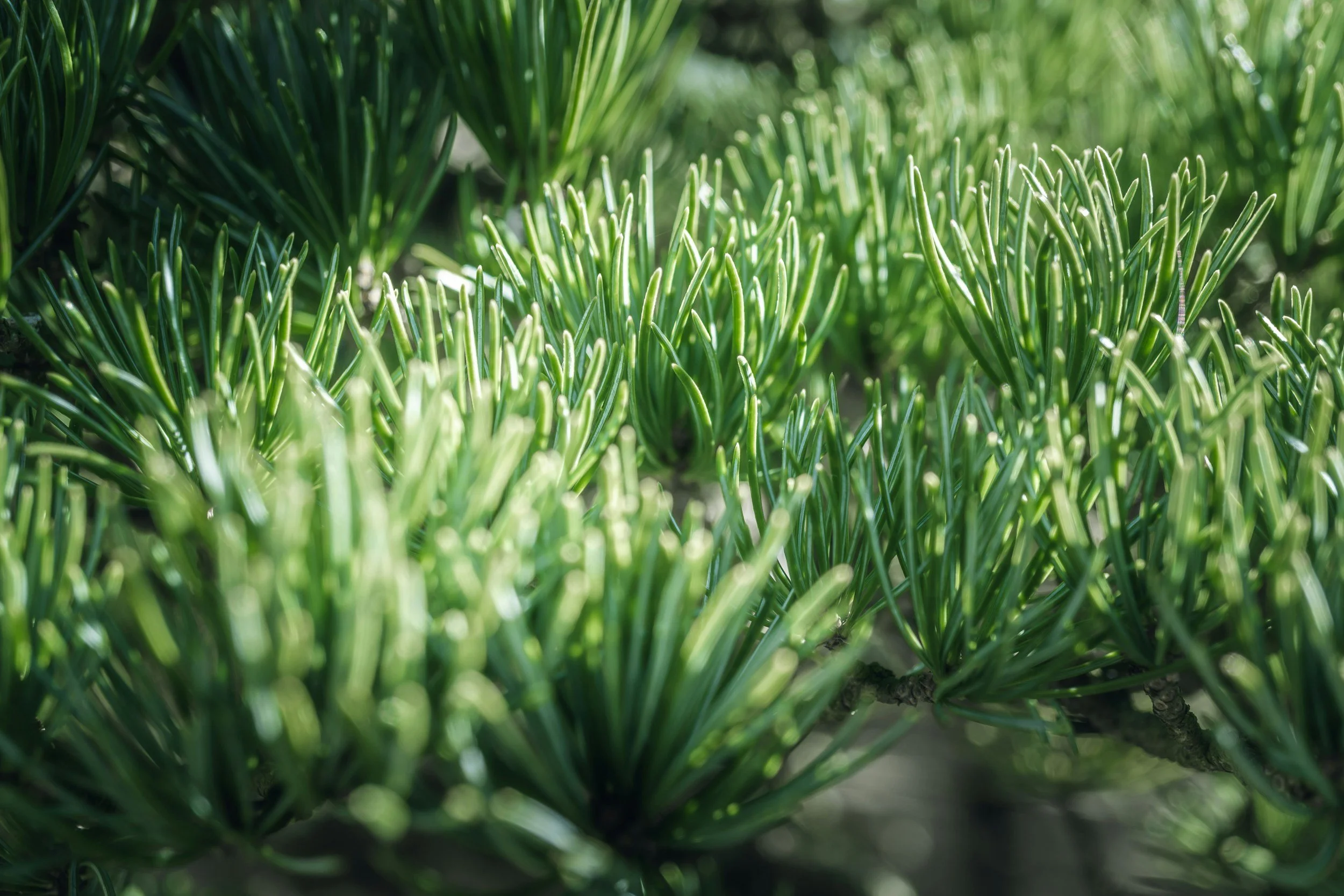 Master Pruner Workshop: Pines