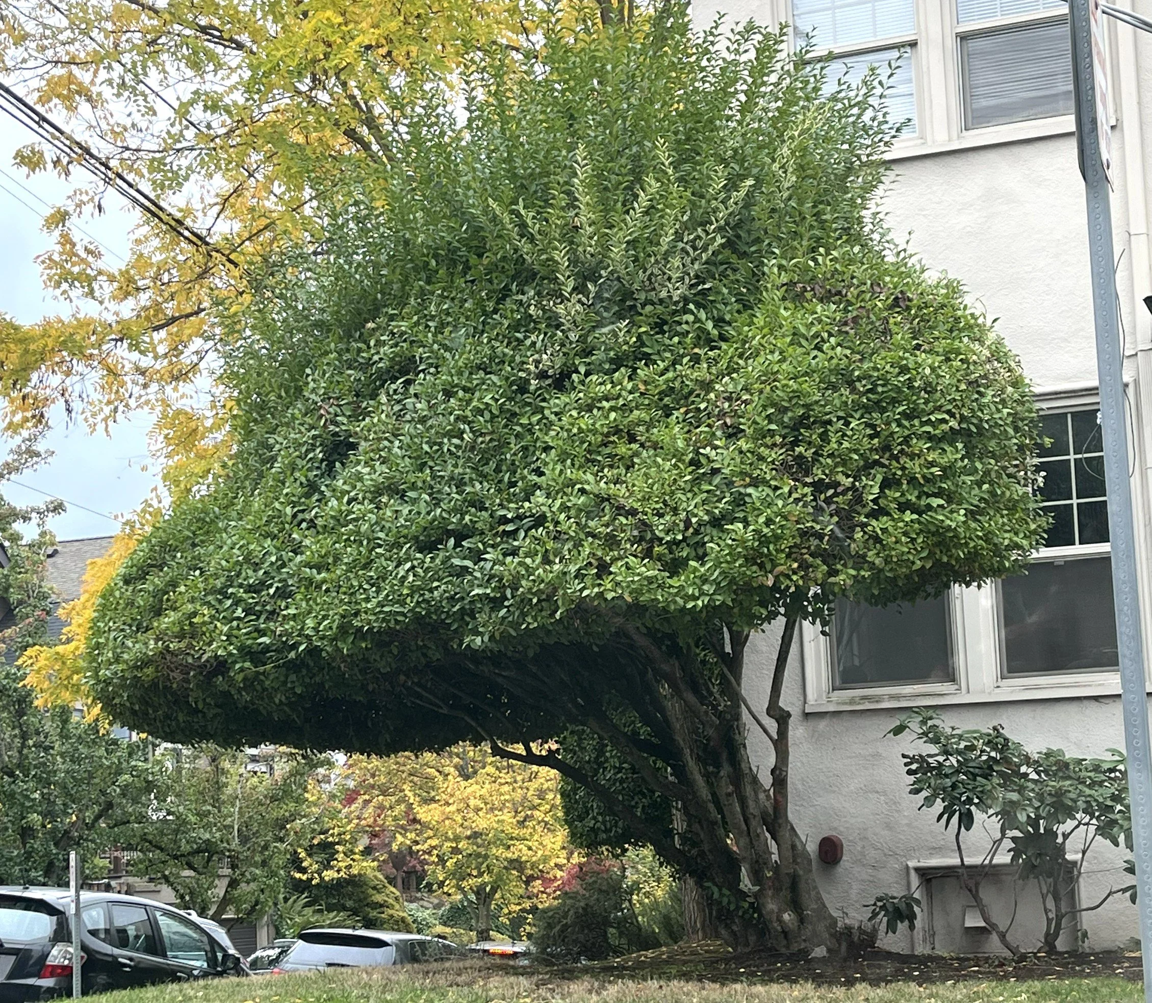 Unshearing Shrubs