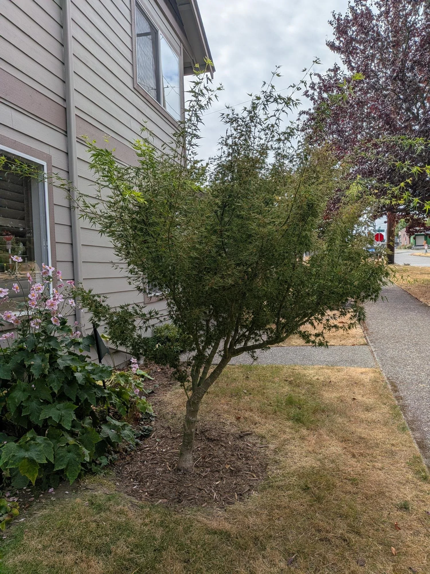 West Seattle Adopt-A-Plant