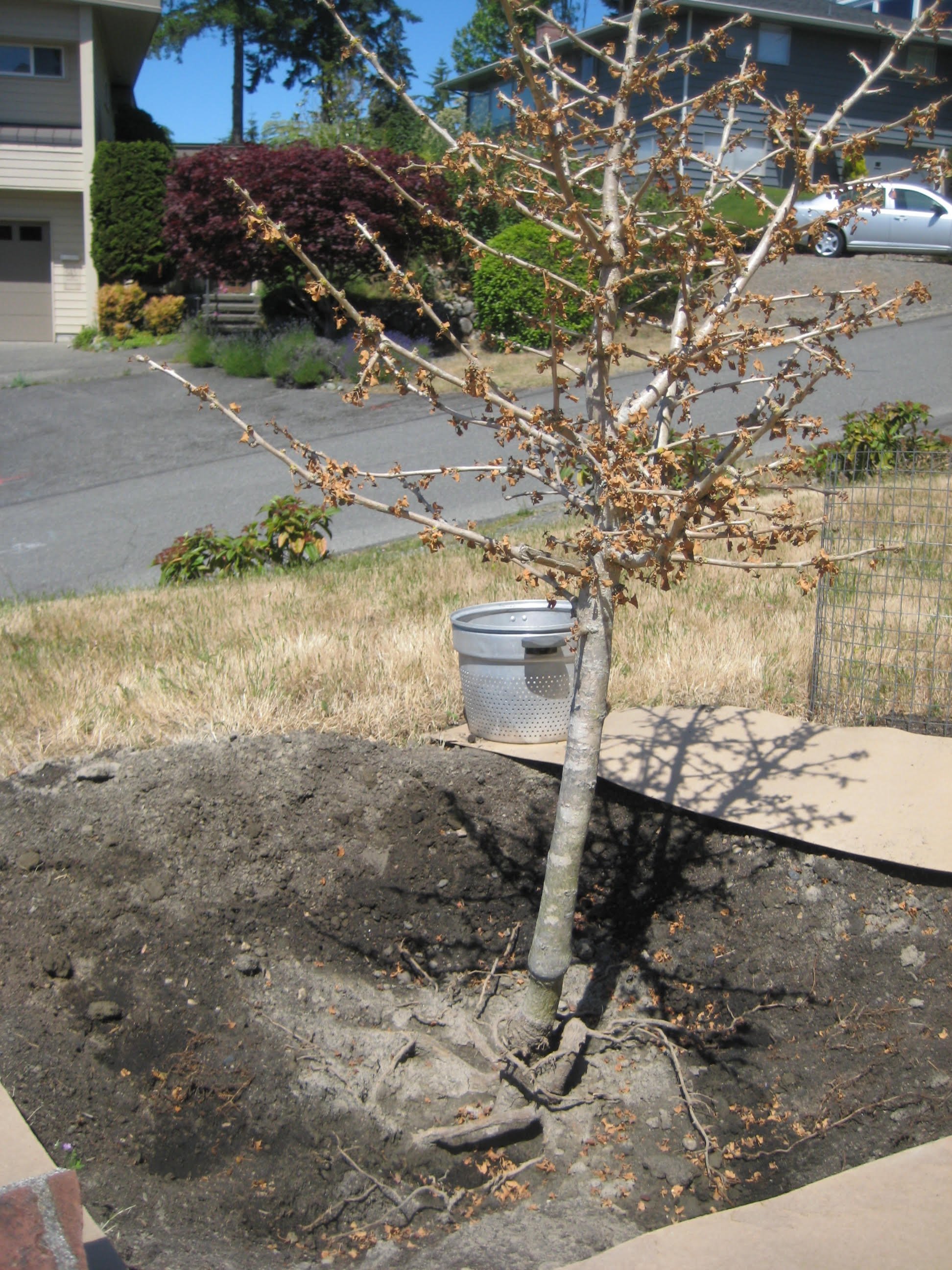 Edmonds Bowl Adopt-A-Plant 