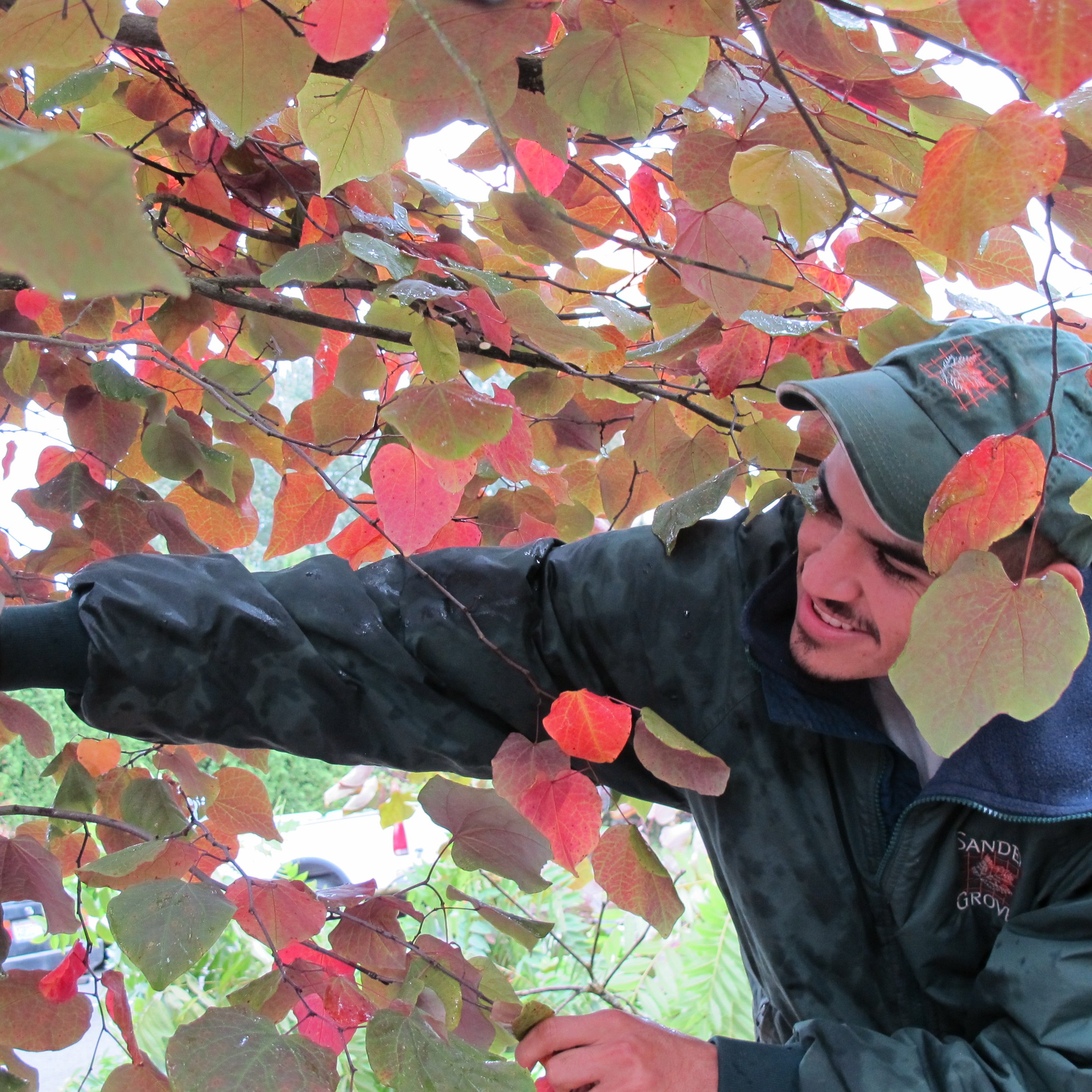Arborist with Fall Colors.jpg