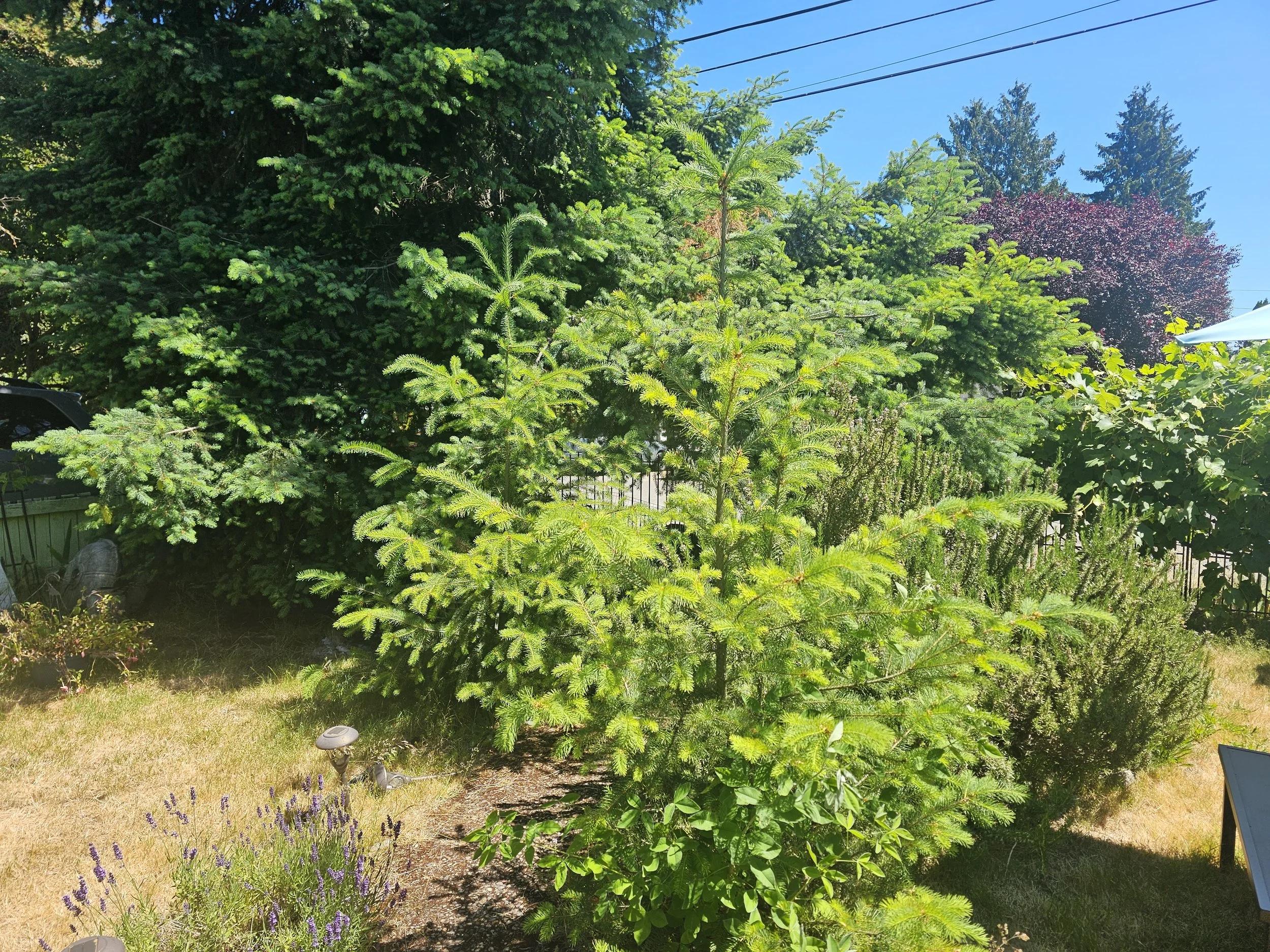 Montlake Terrace - Adopt-A-Plant 