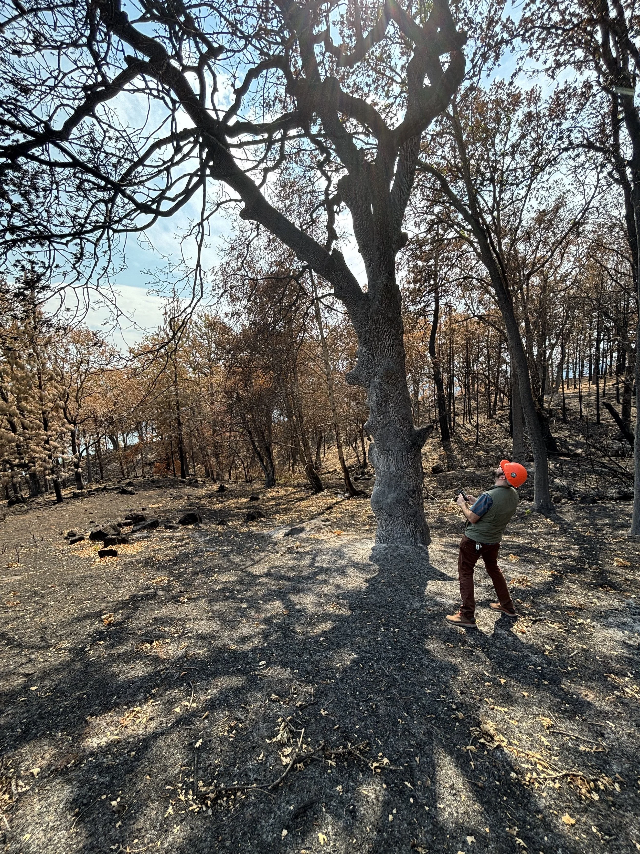 Post Burdoin Fire (Image: Underwood Conservation District)