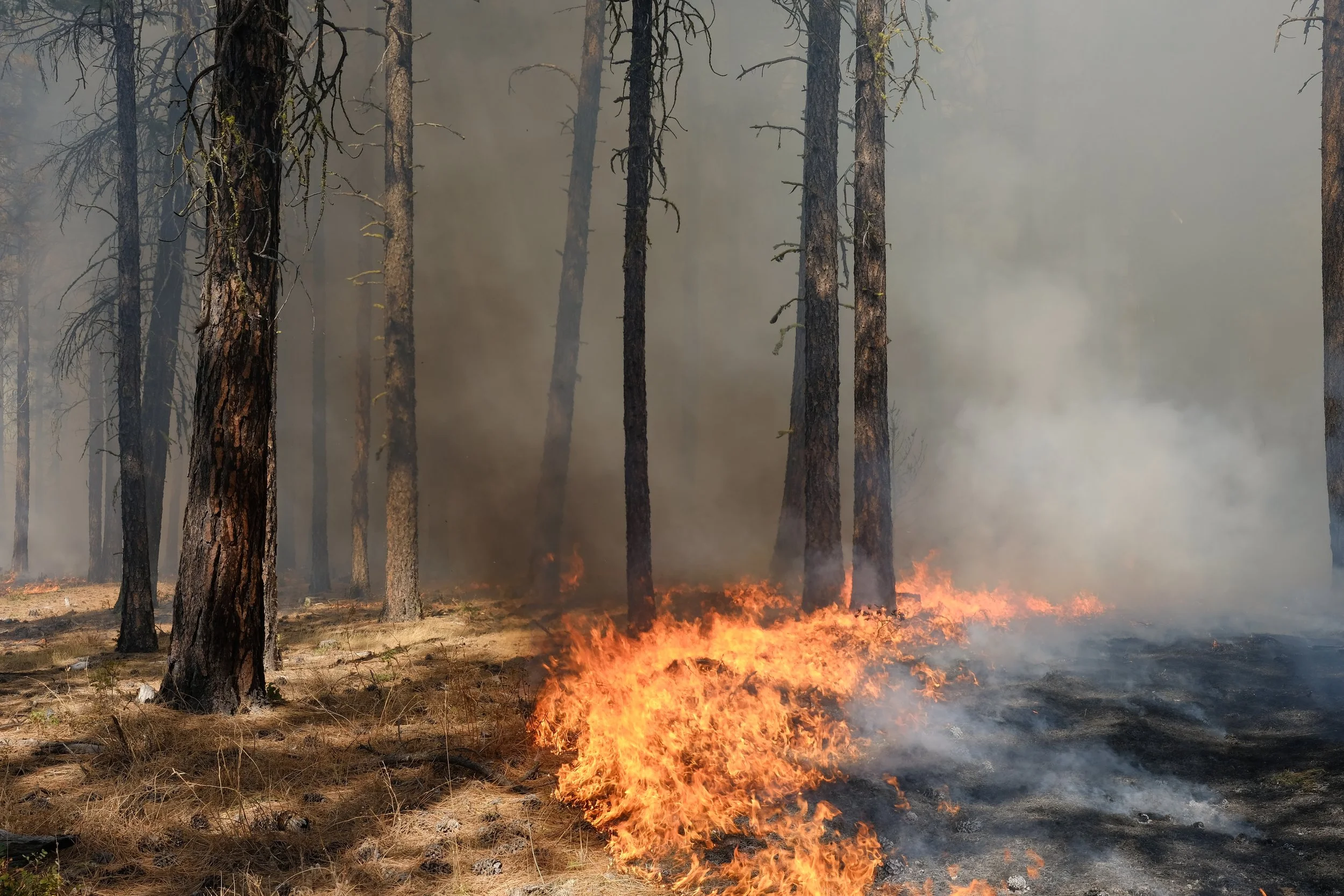 Burn Information Hotline: 1-800-323-BURN 