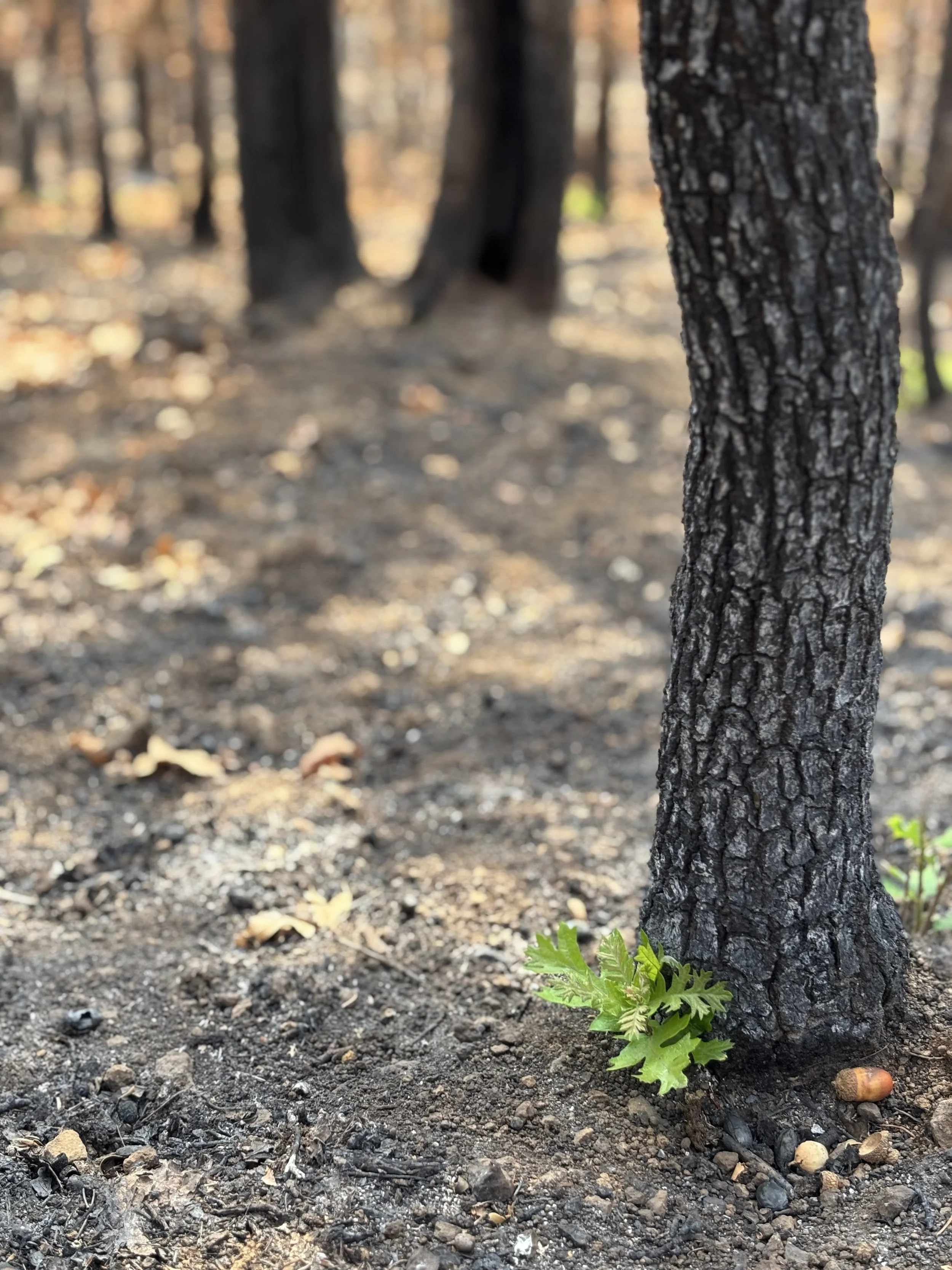 Post Burdoin Fire (Image: Underwood Conservation District)