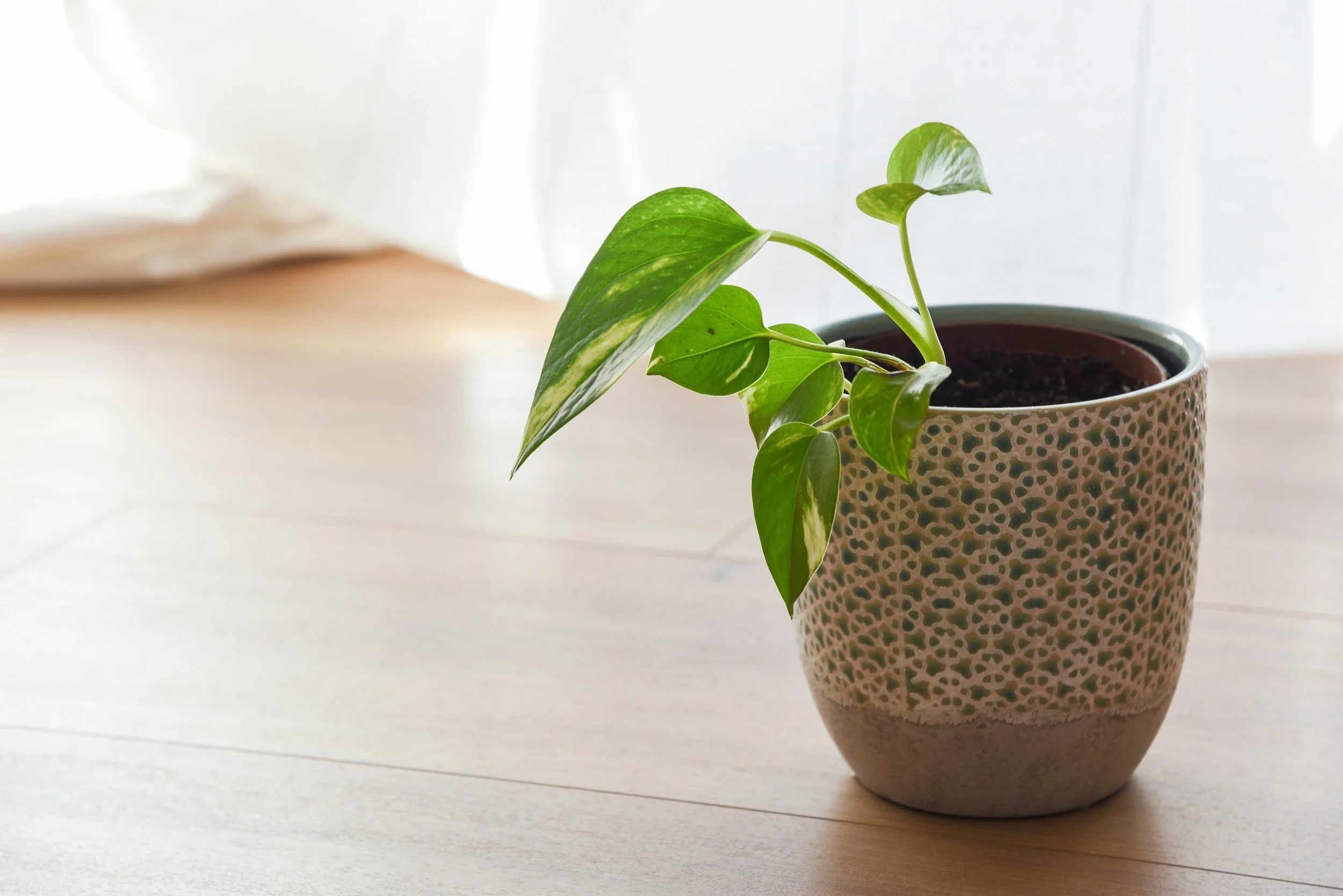 A potted green houseplant with variegated leaves on a wooden surface