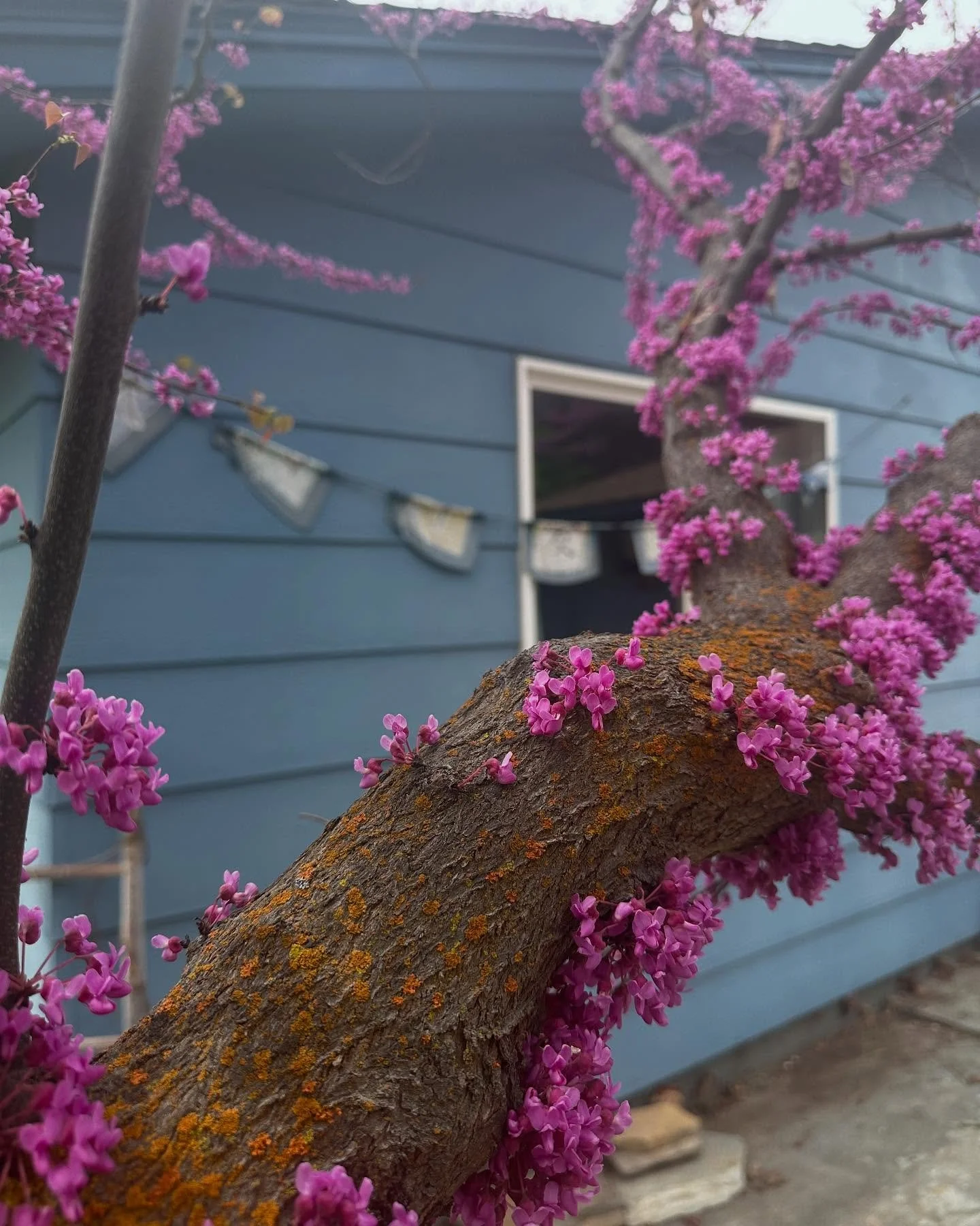 :
always is off of the table
a curtain ripped off the wall
feathers falling down

close
closer 
close again
closing 

they go further into spirit
they must be 
those who embody

those who migrate
mitigate
run