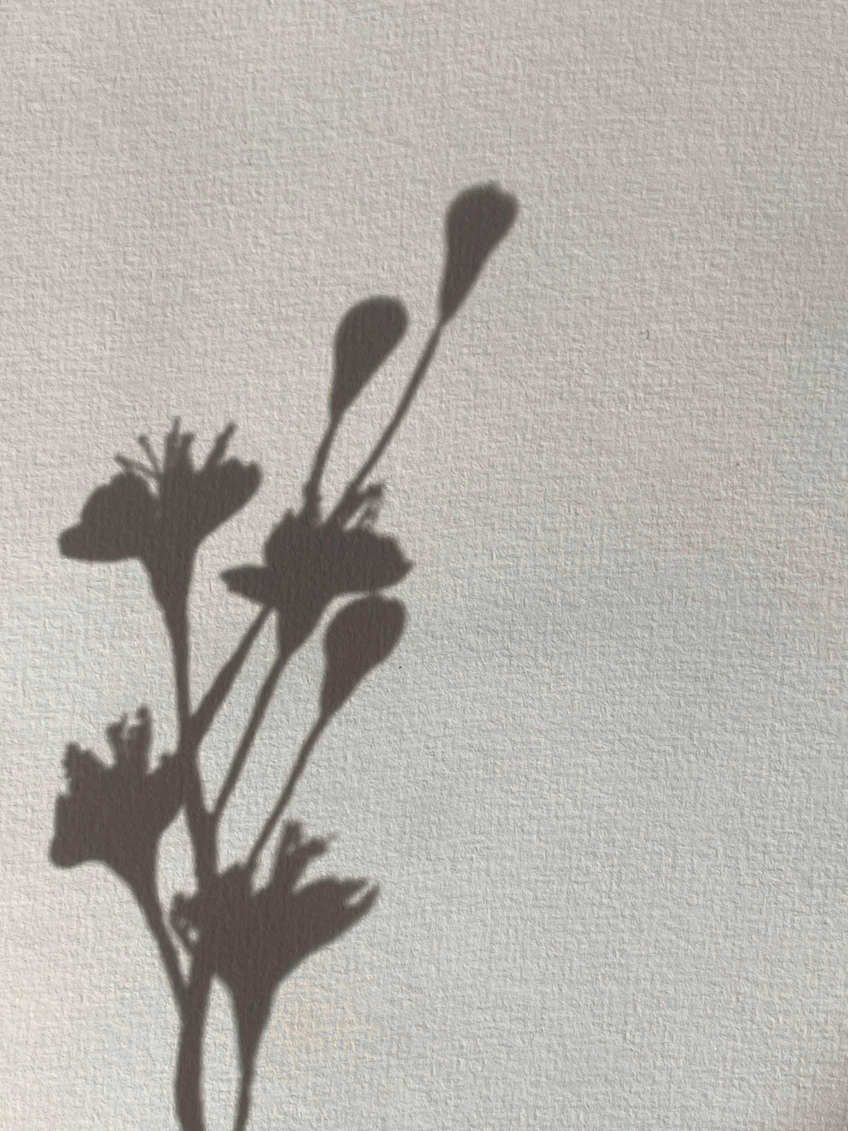 The shadows of flowers on a white sheet.