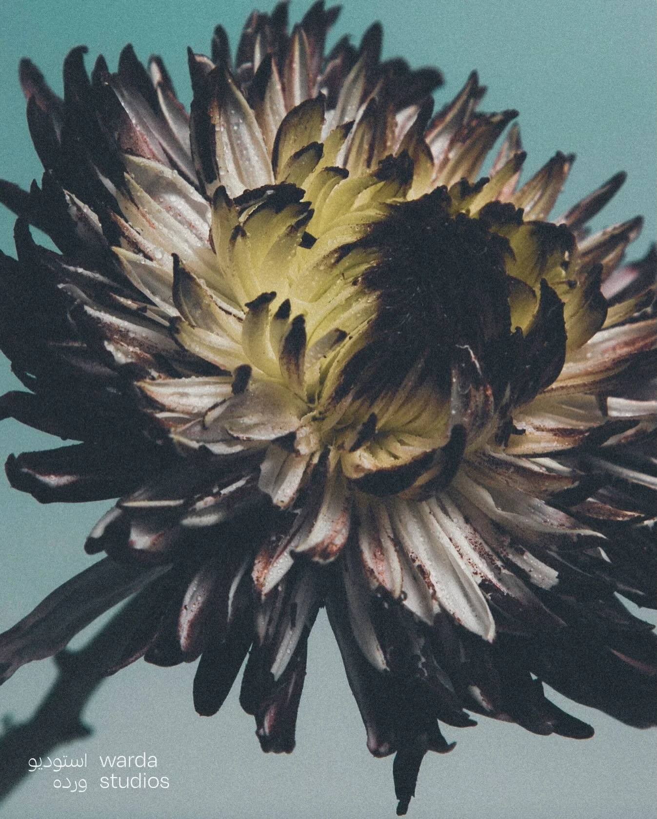 Warda World loading&hellip;

Don&rsquo;t miss a beat and click the link in our bio to stay up to date with all things Warda Studios 🌺
#FUTUREFORWARDFLORISTRY