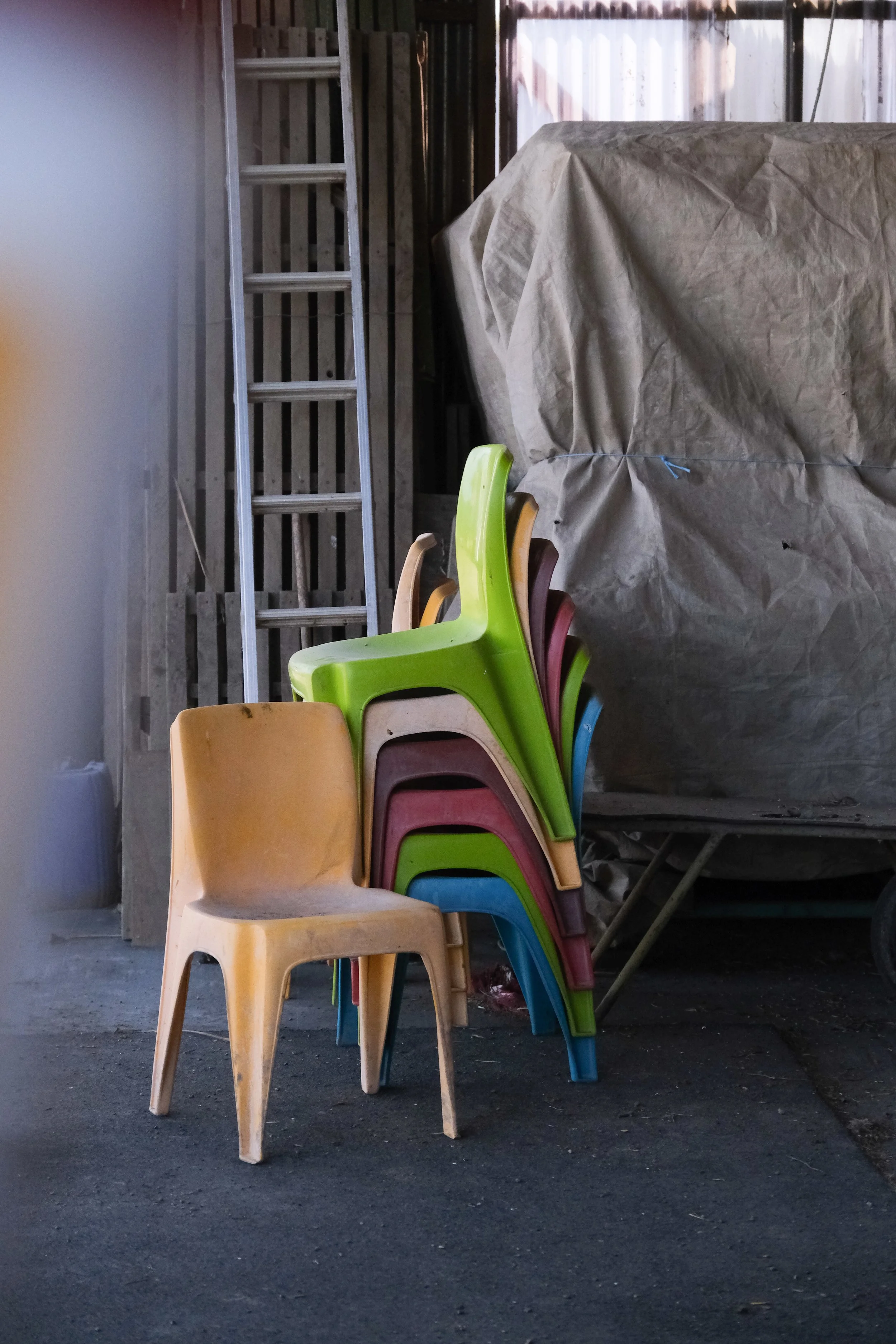 Matthews Roses (27 of 102).jpg