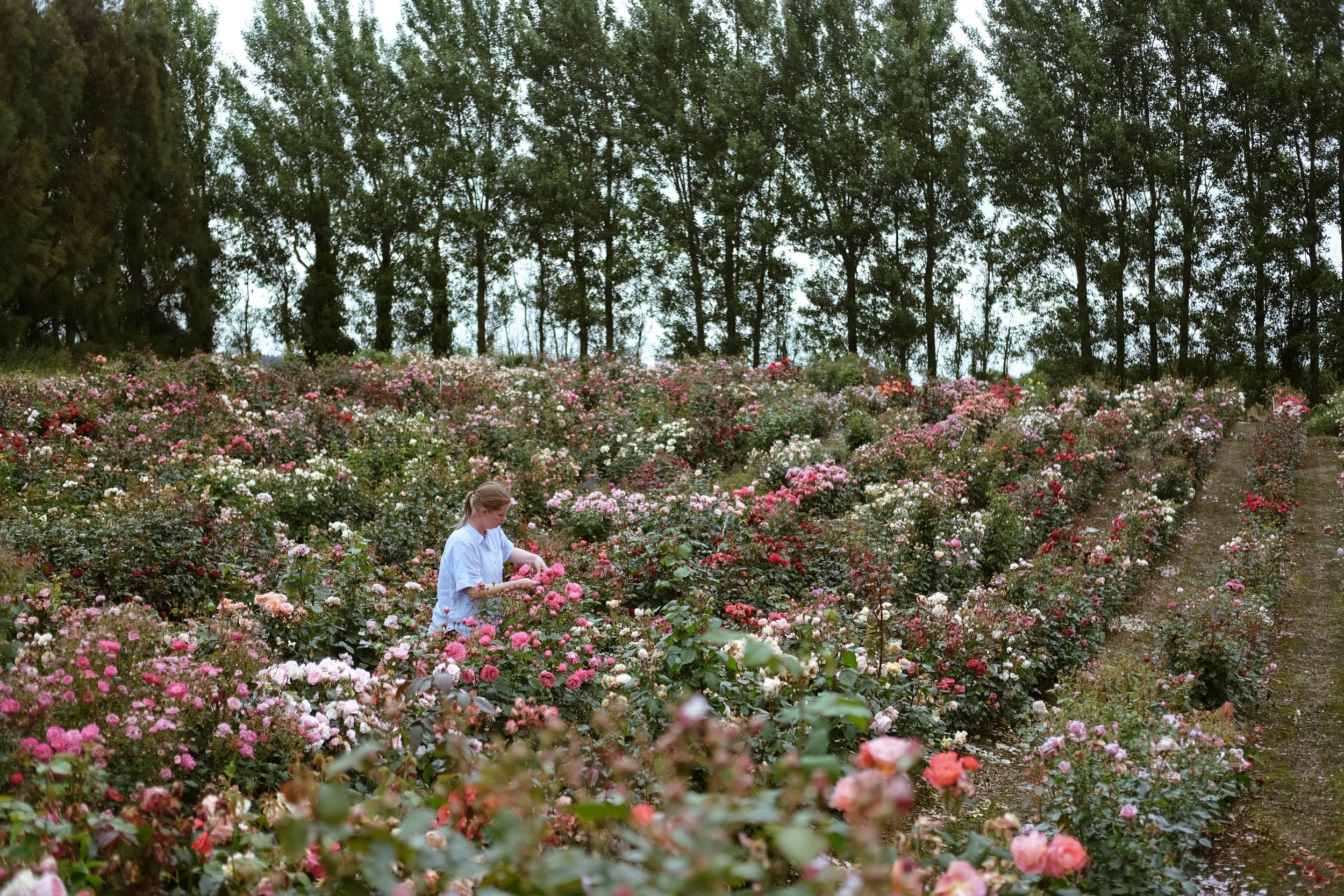 Matthews Roses (9 of 102).jpg