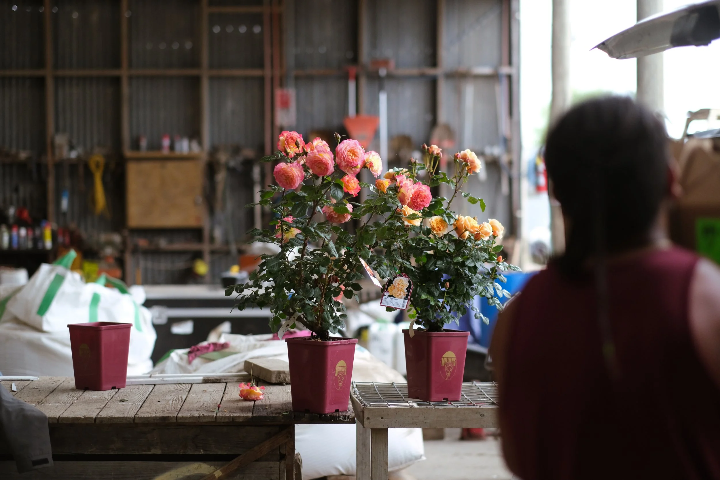 Matthews Roses (1 of 102).jpg