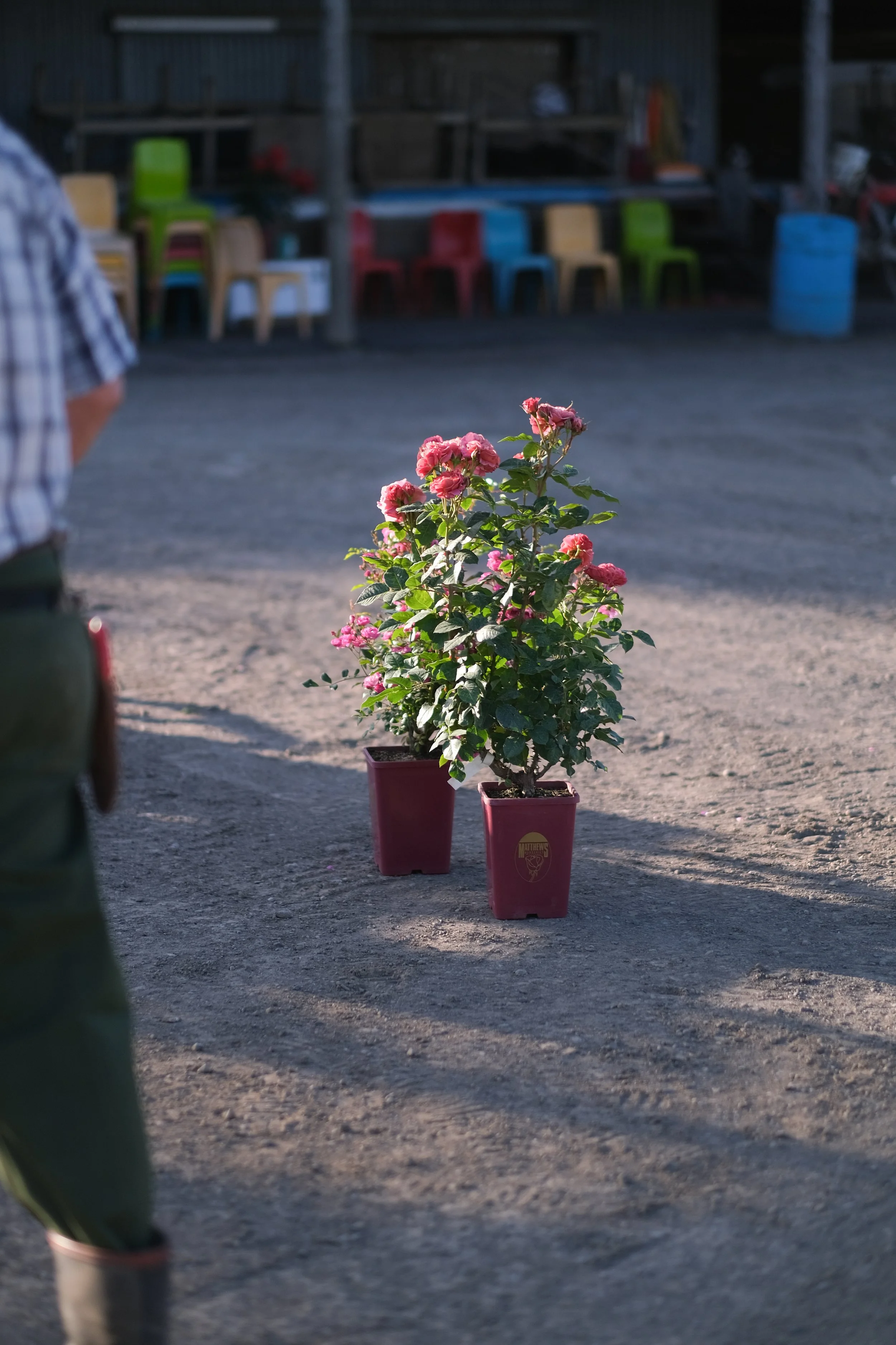 Matthews Roses (81 of 102).jpg