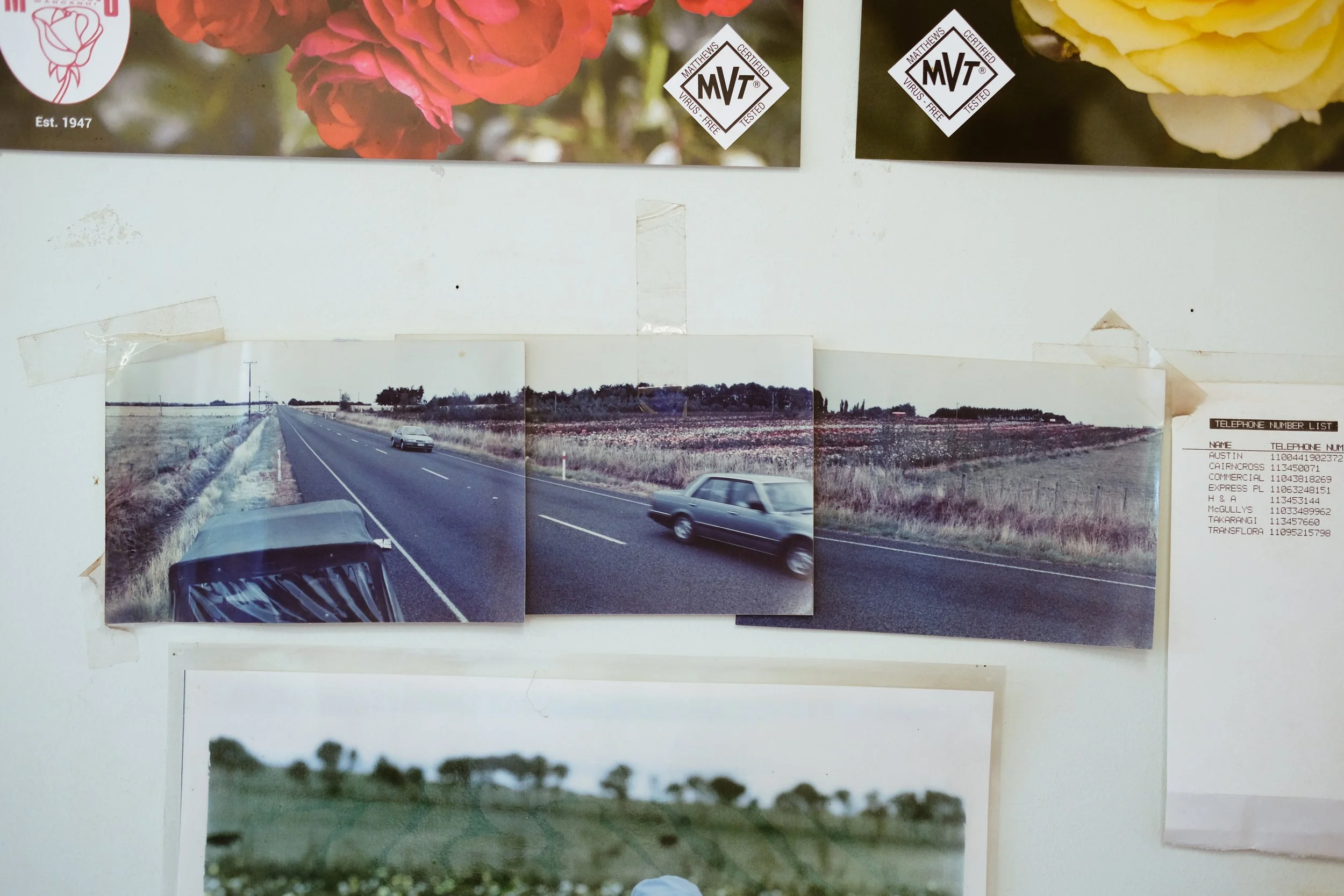 Matthews Roses (11 of 102).jpg