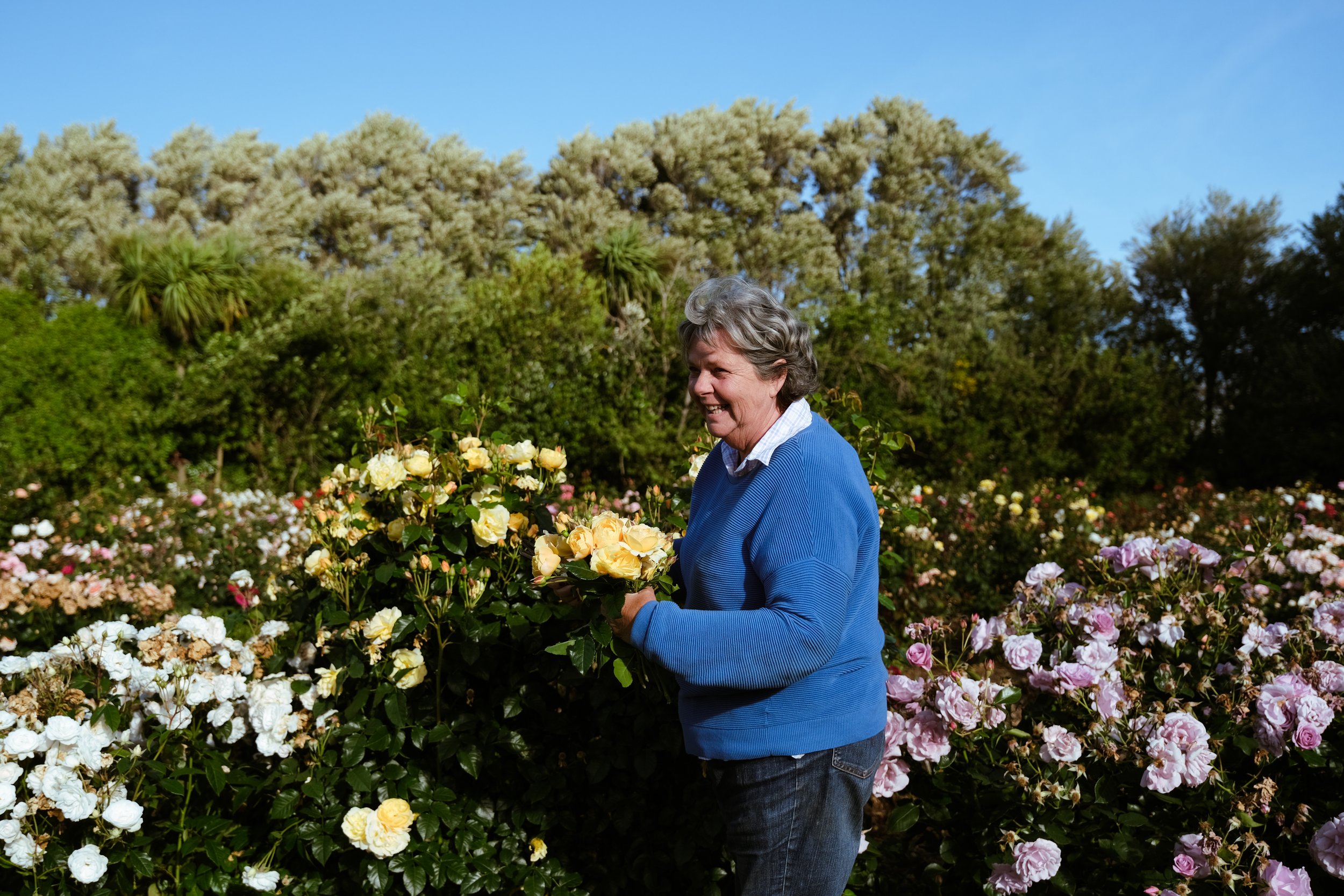 Matthews Roses (43 of 102).jpg