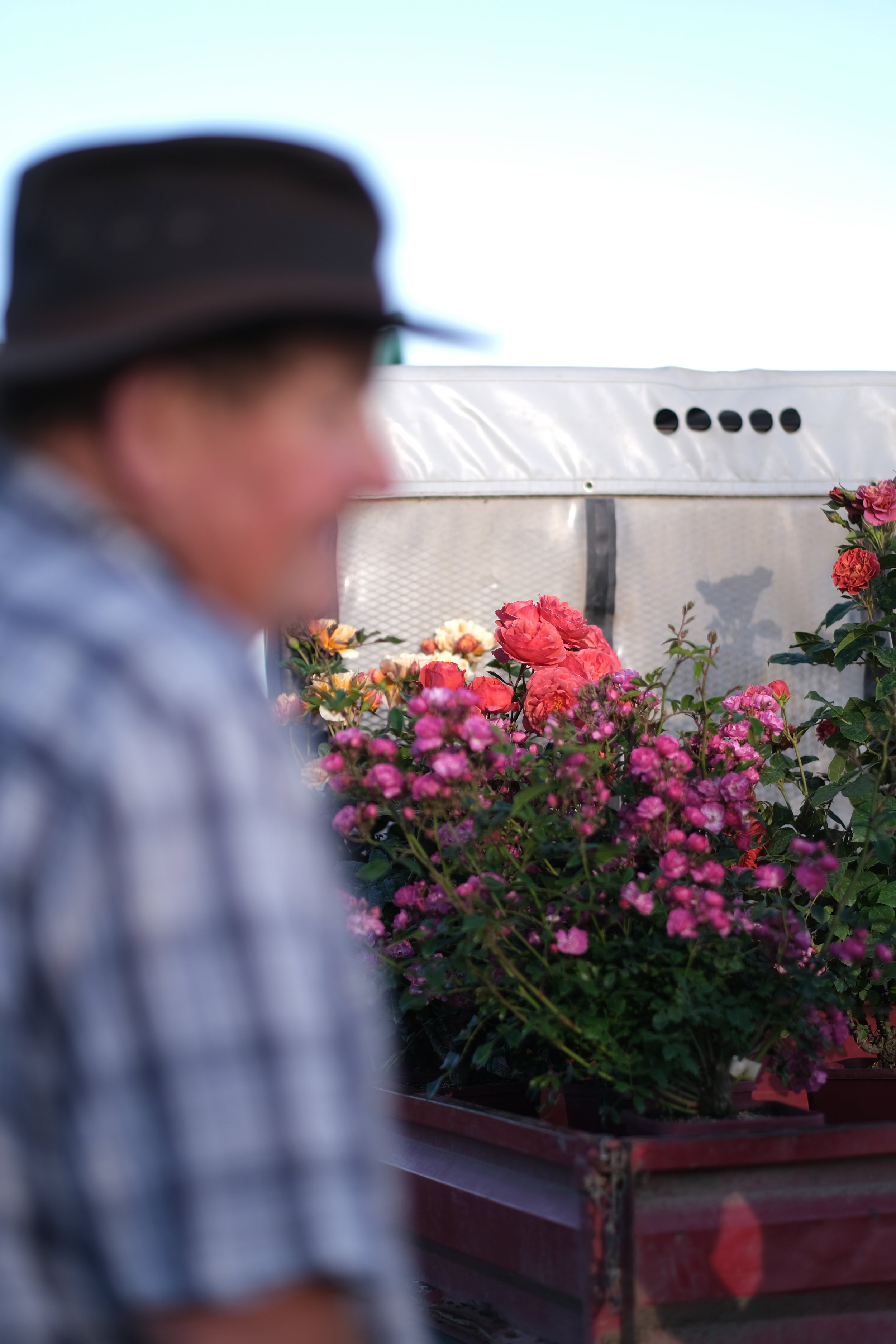 Matthews Roses (86 of 102).jpg