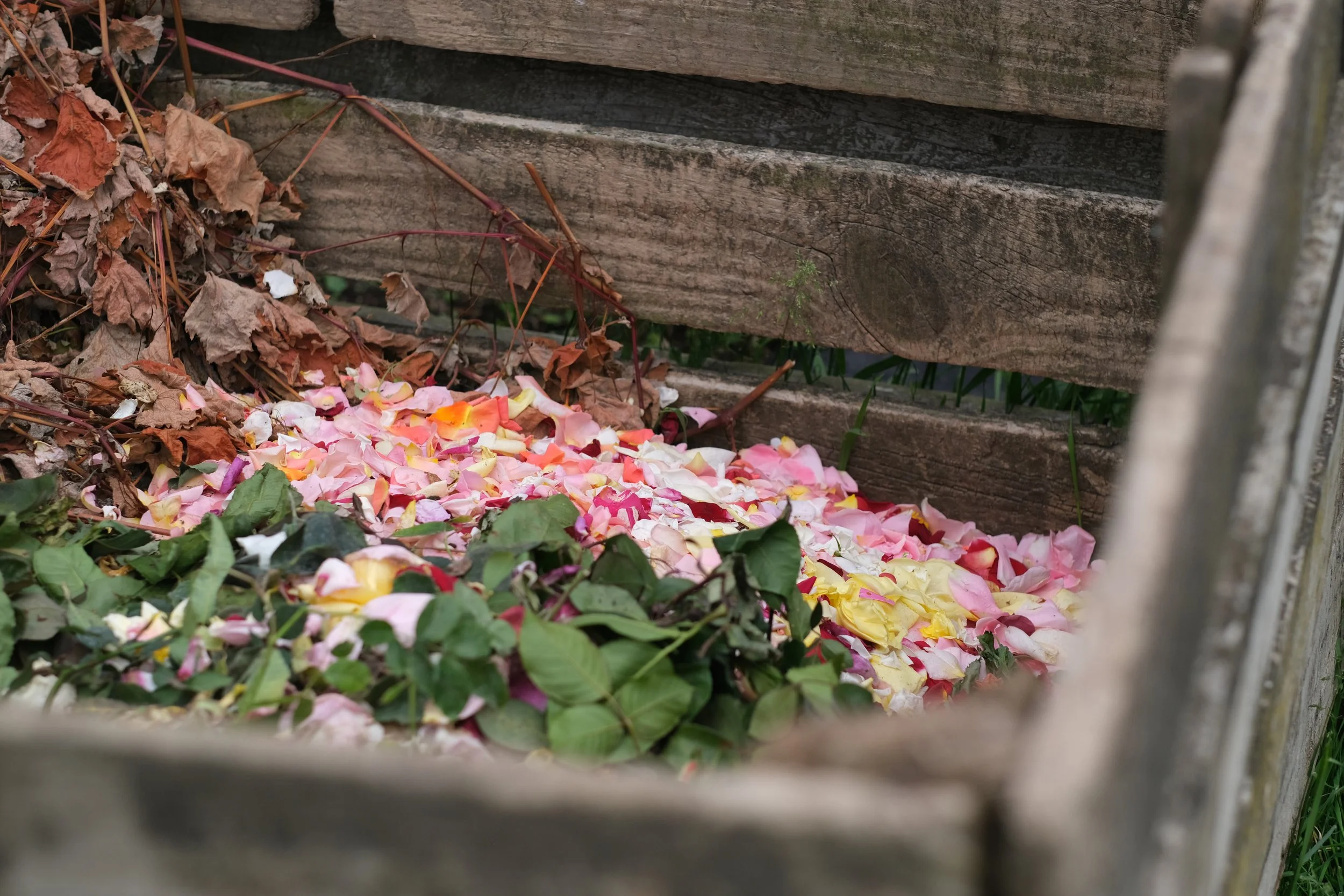 Matthews Roses (3 of 102).jpg