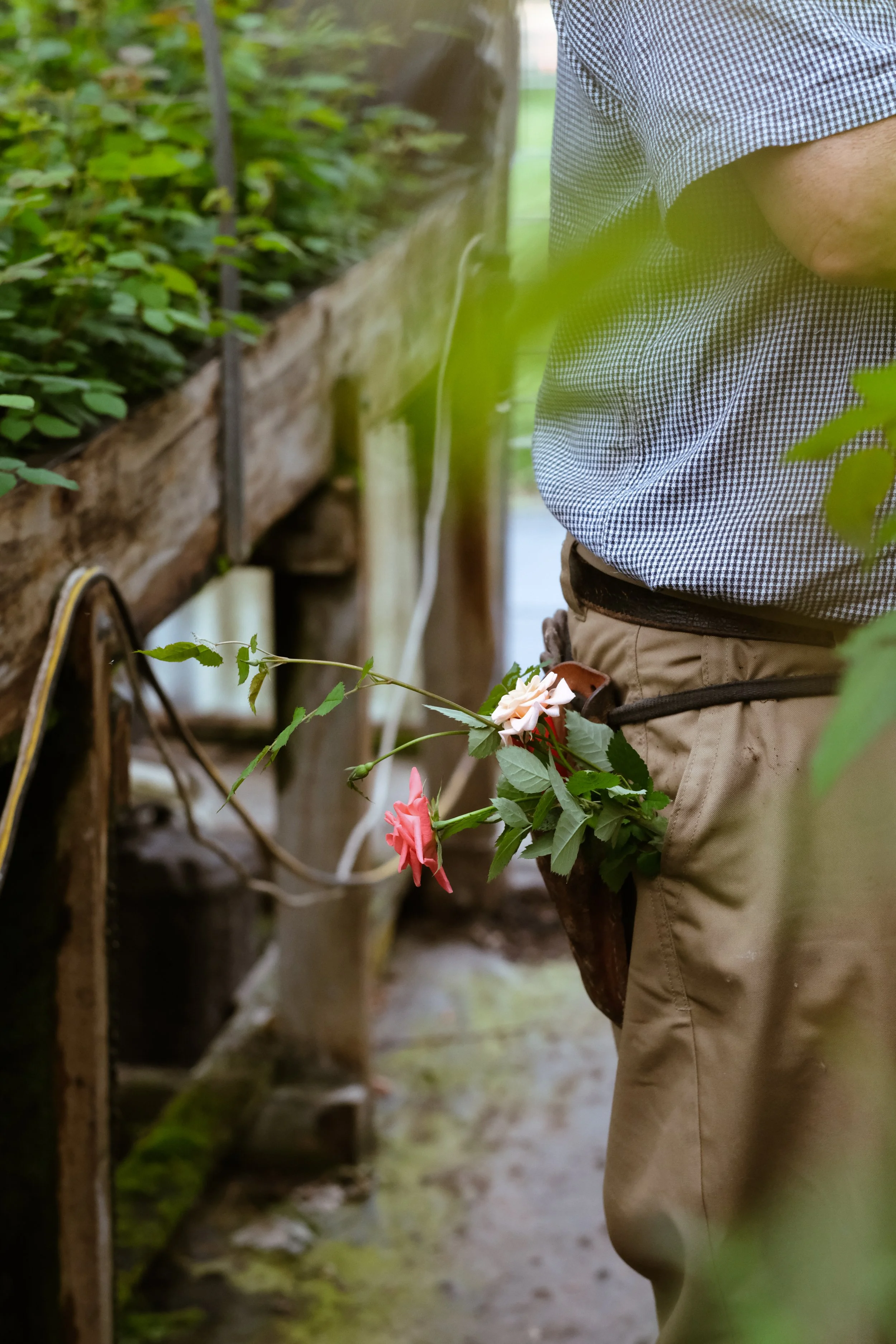 Matthews Roses (4 of 102).jpg