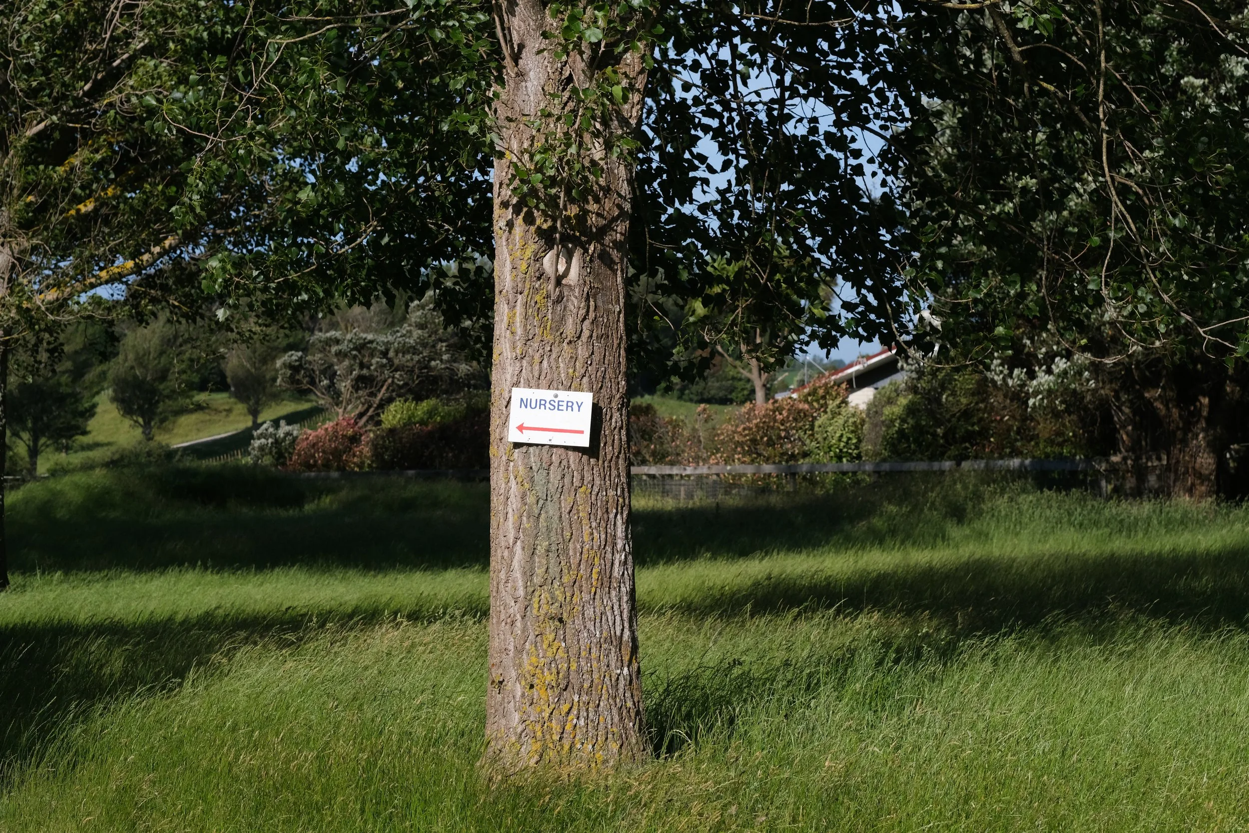 Matthews Roses (22 of 102).jpg