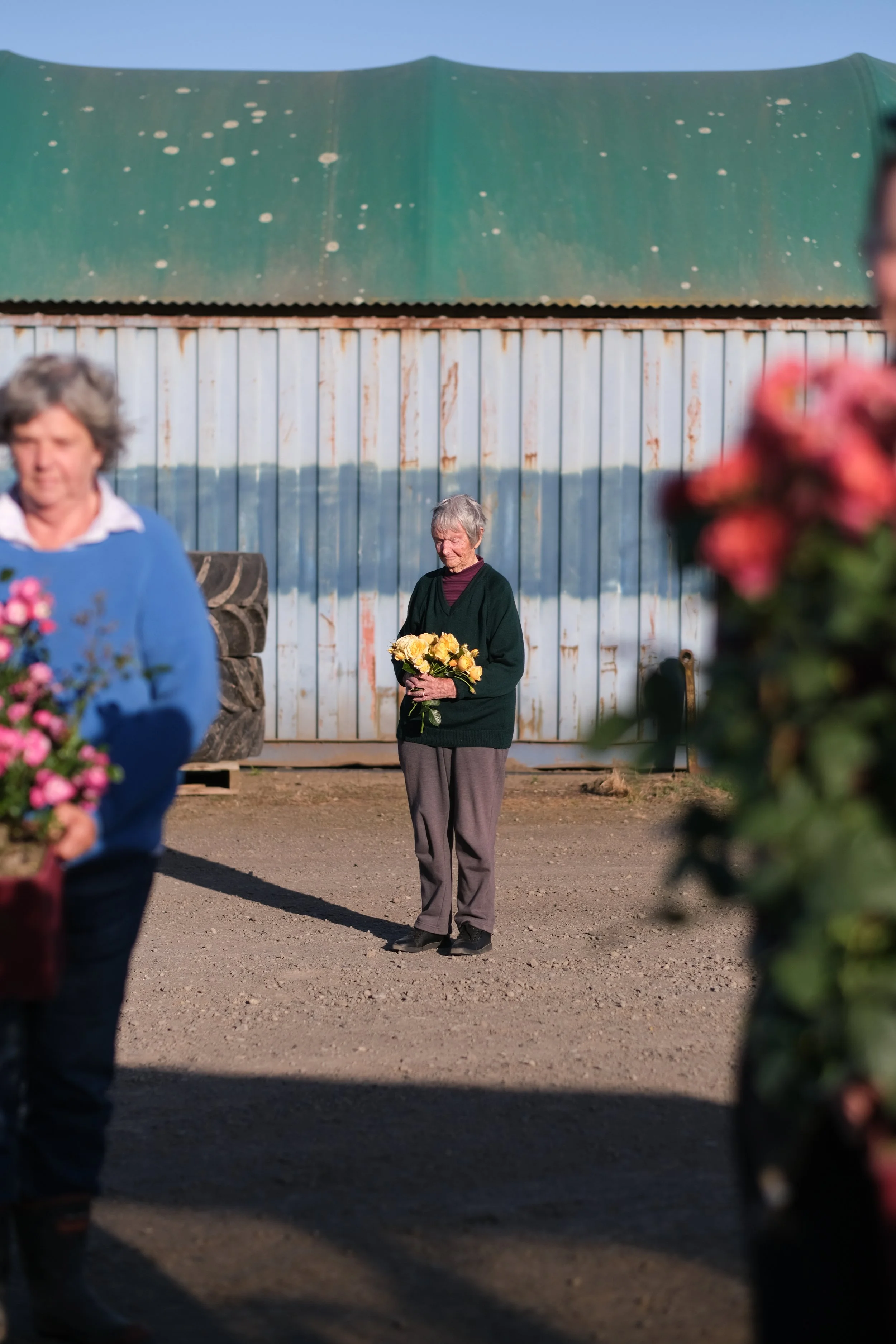 Matthews Roses (78 of 102).jpg