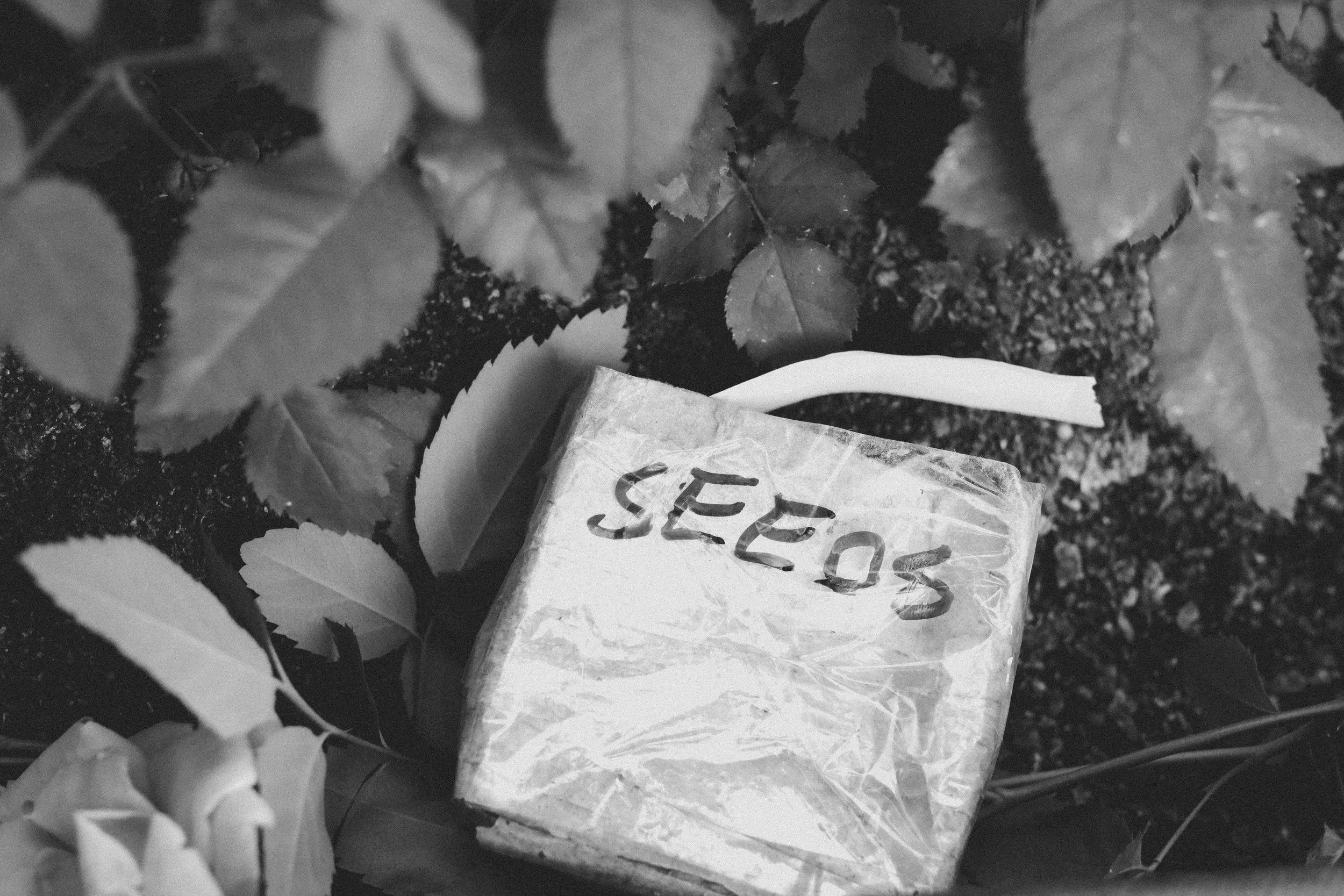 Matthews Roses (5 of 102).jpg