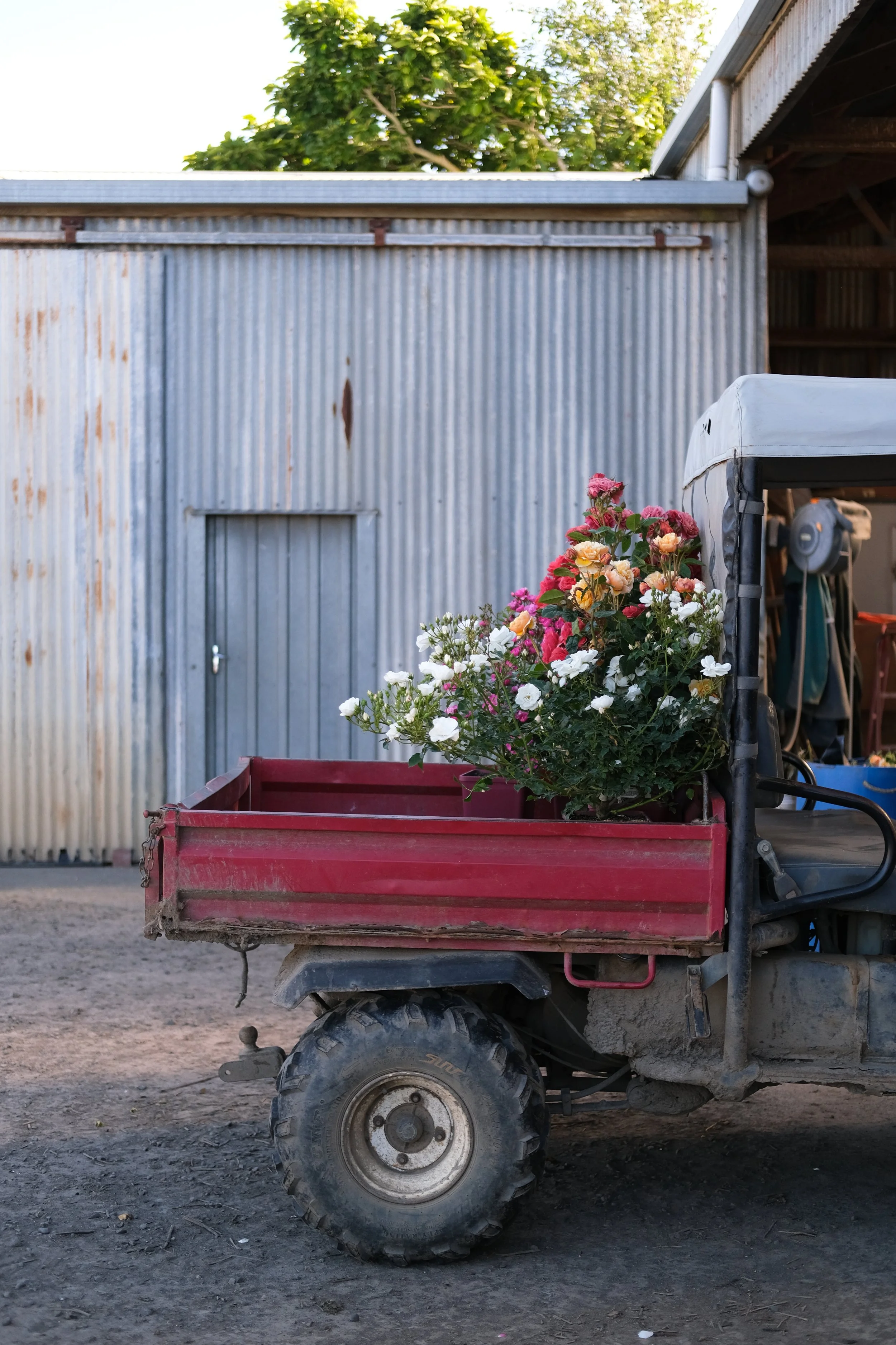Matthews Roses (30 of 102).jpg